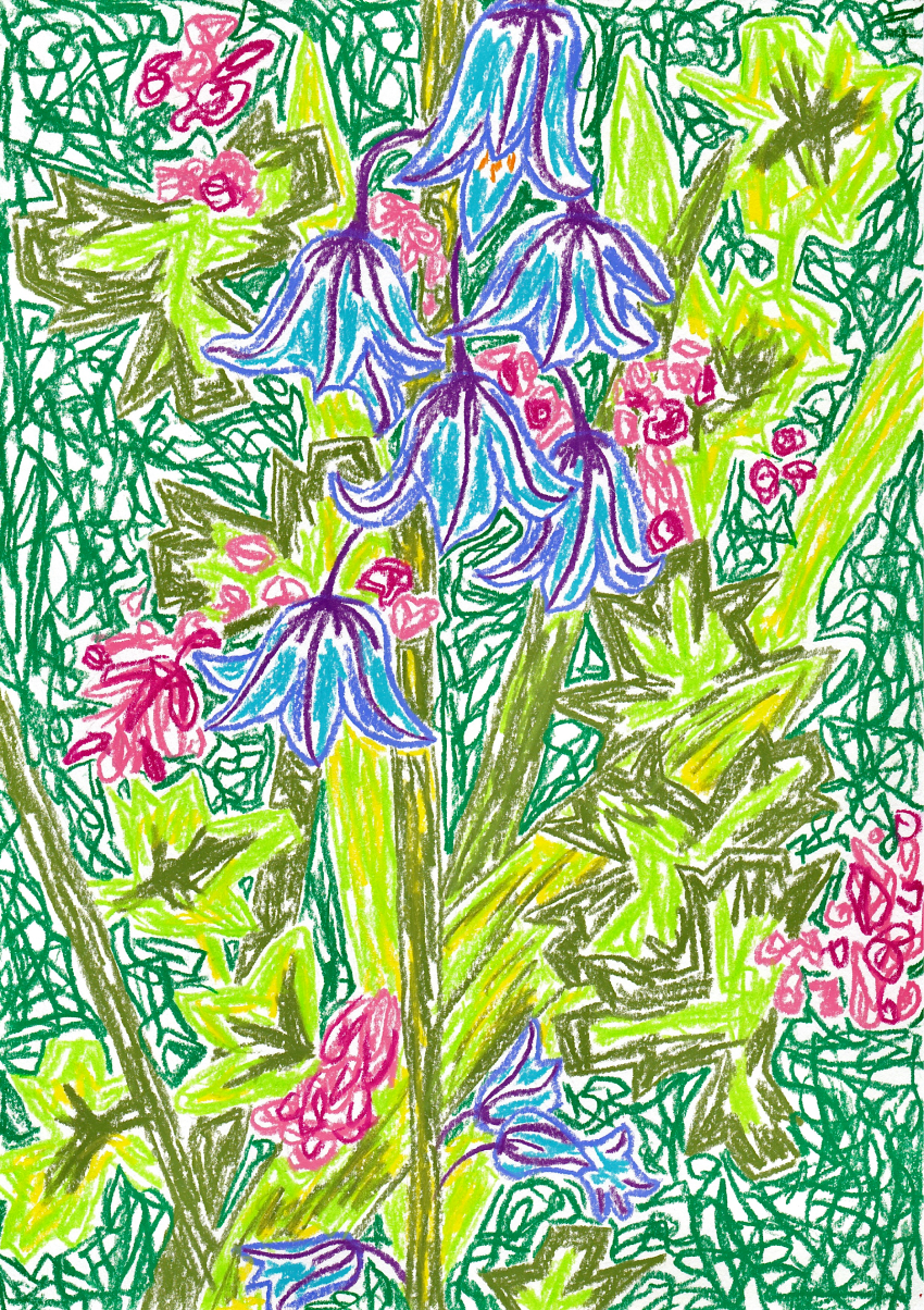 Spanish Bluebells