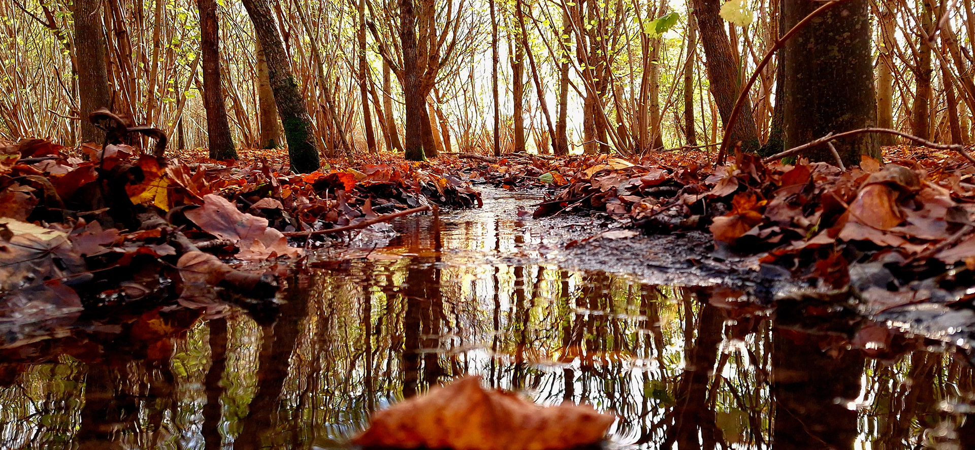 Reflections on autumn