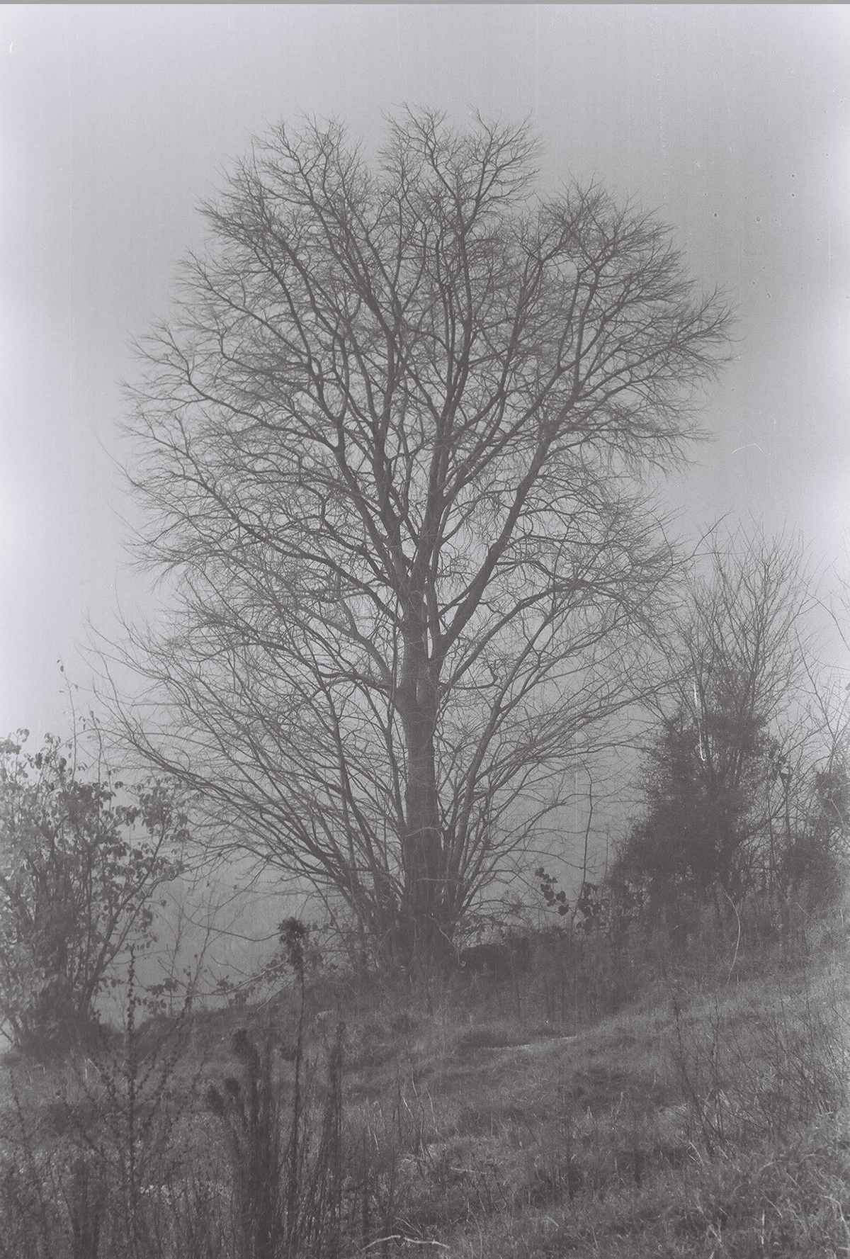 Veins of Silence