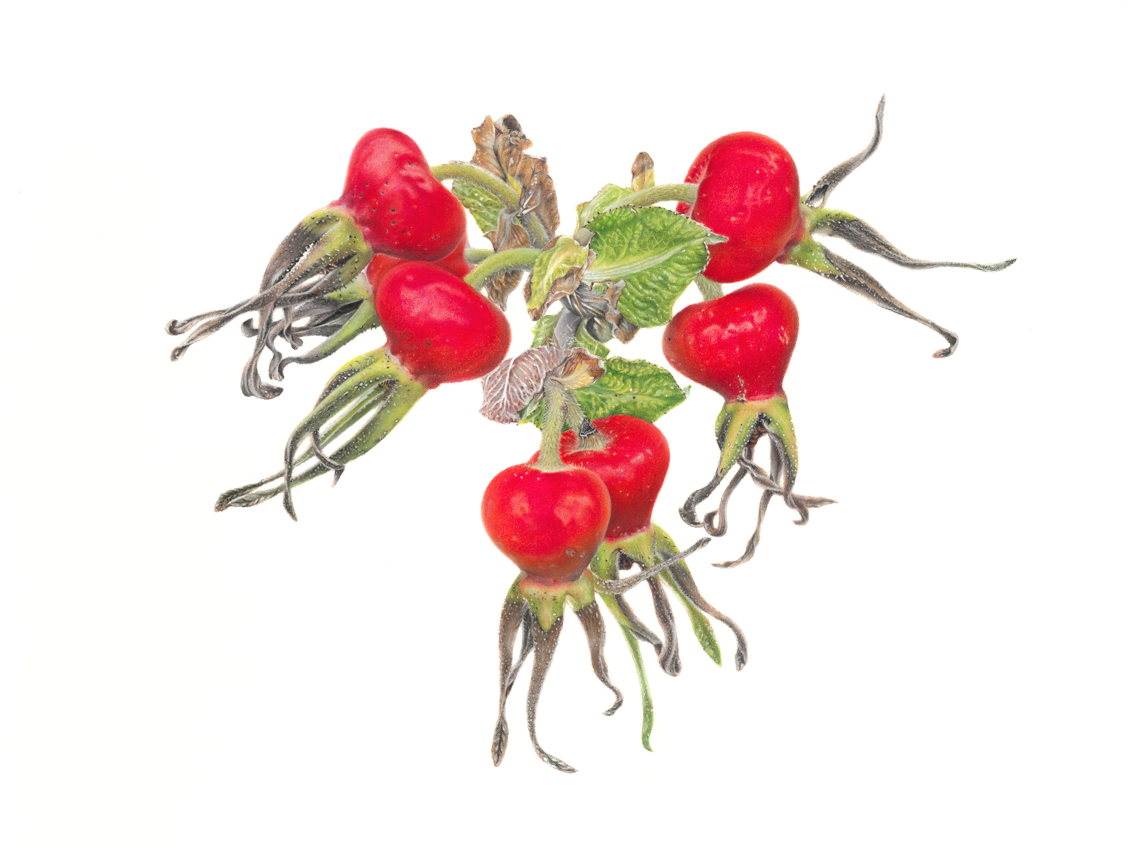 Dogrose Heart