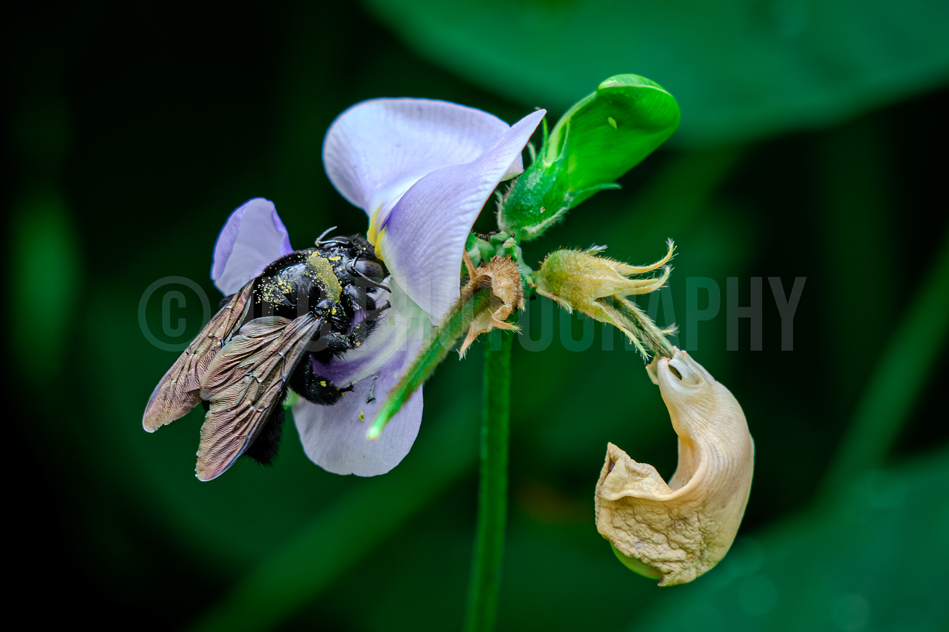 Honey Bee - Alaska