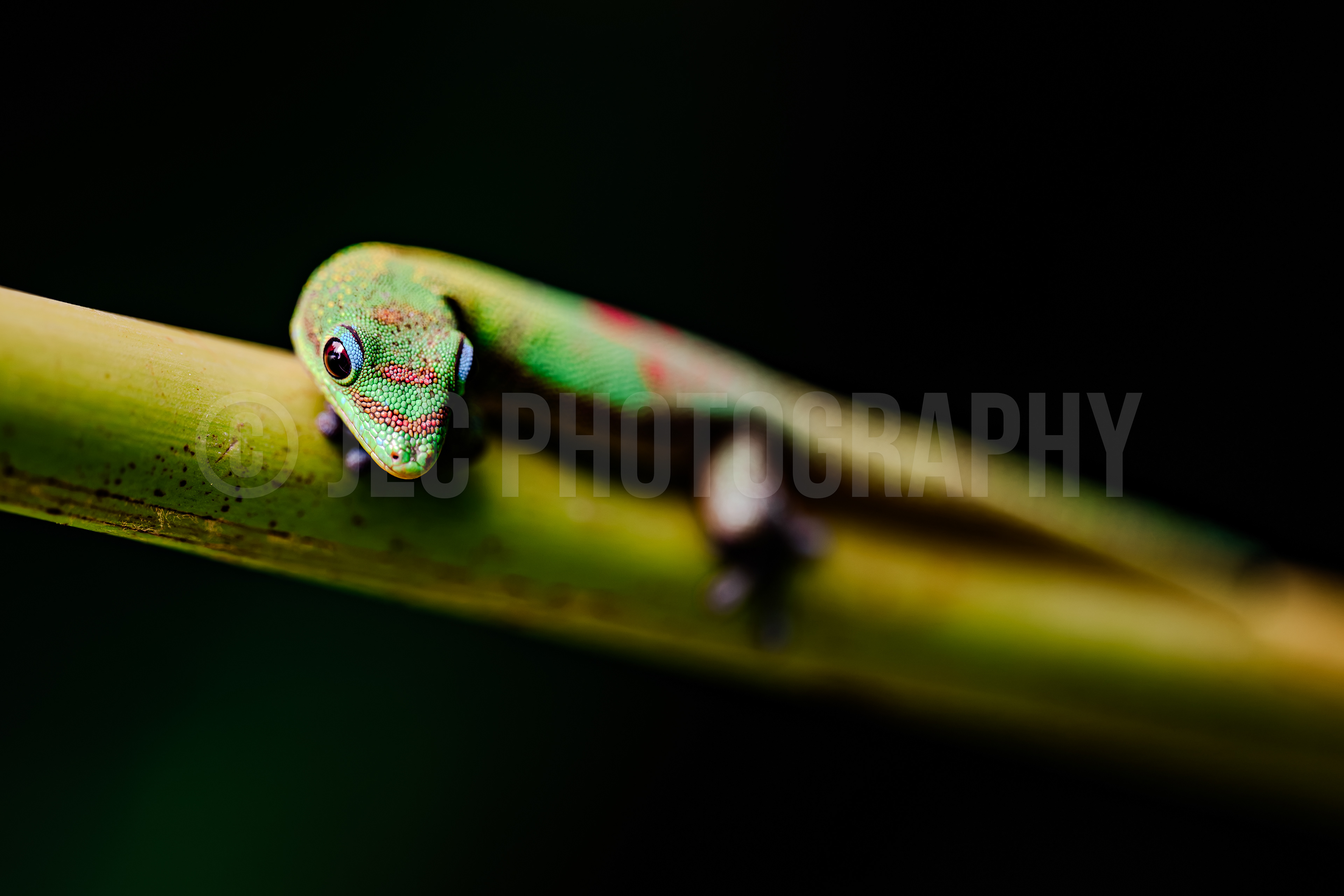 Gecko - Hawaii