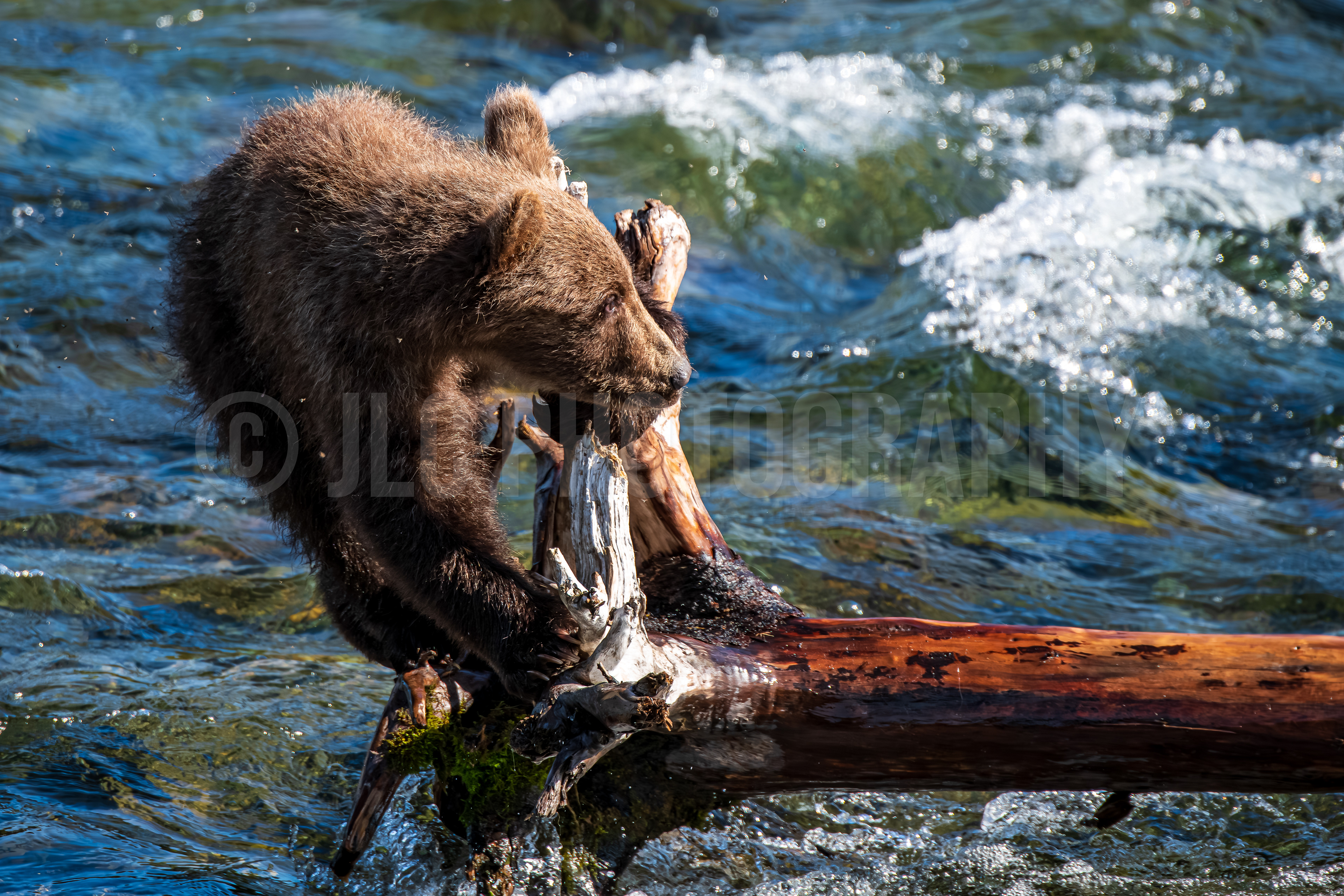 Grizzly Cub - Alaska