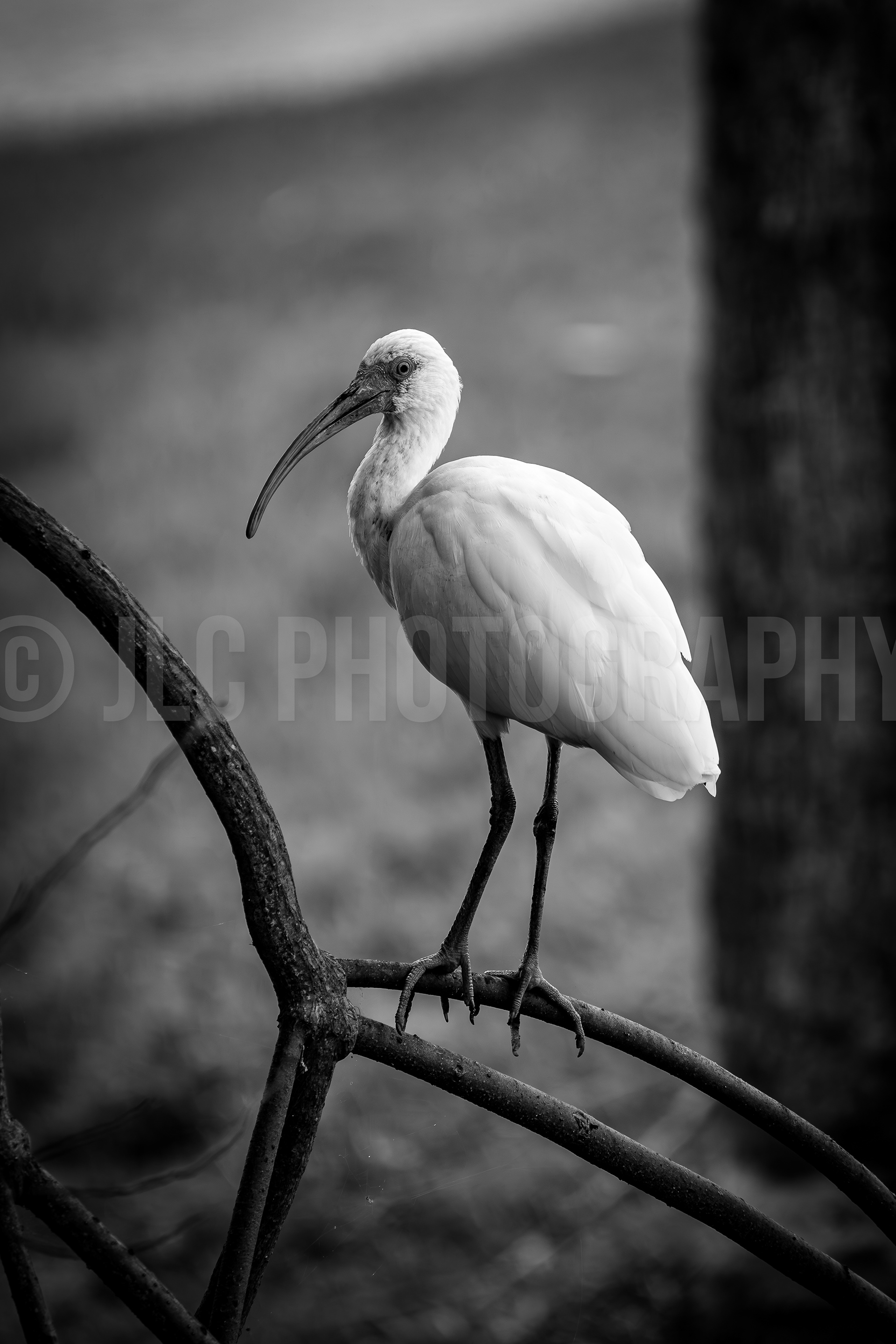 Ibis - Florida