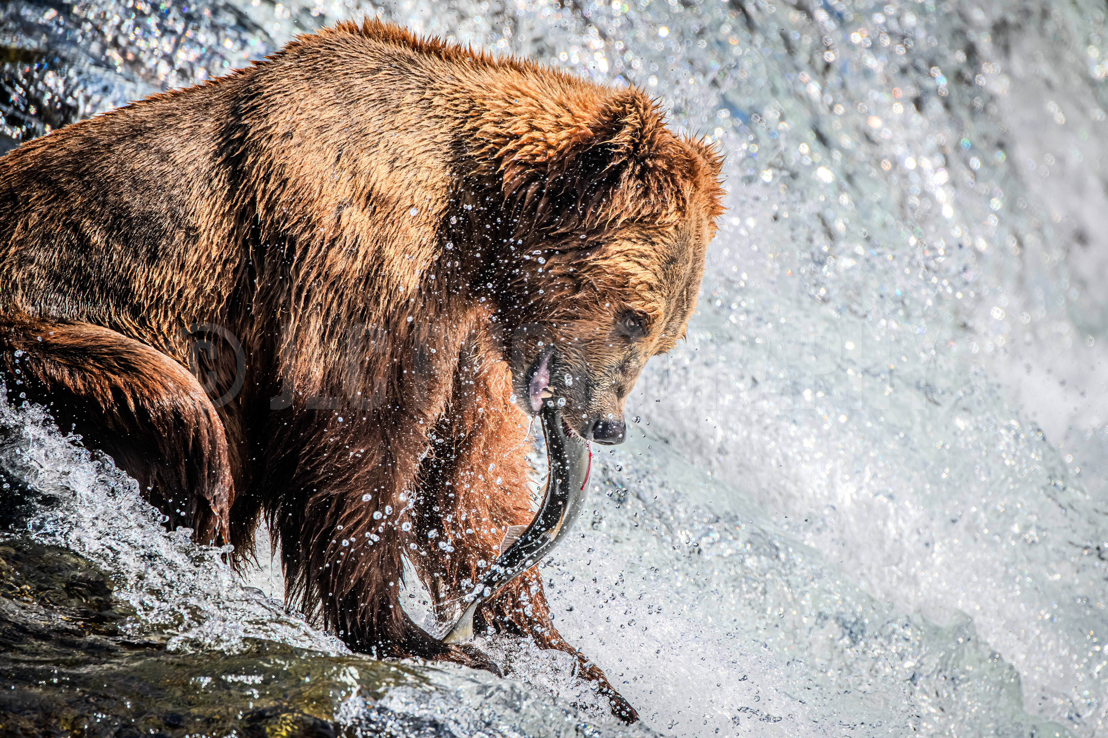 Grizzly Bear - Alaska