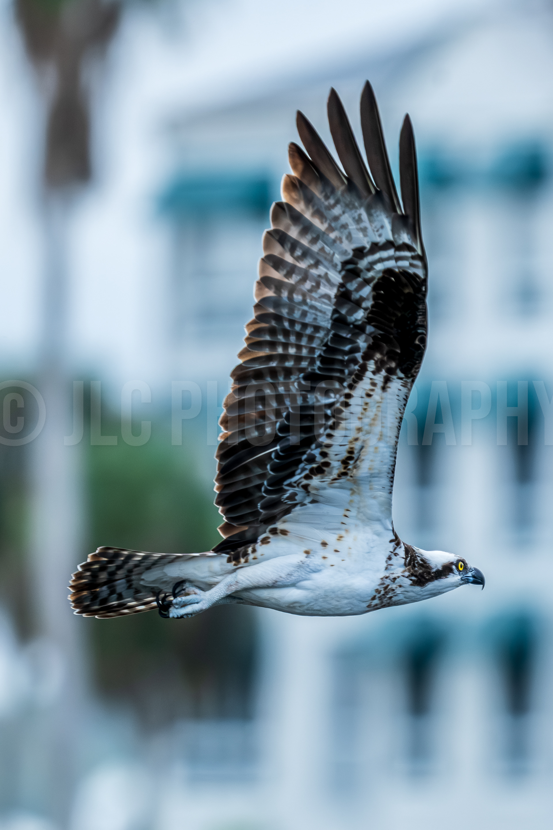 Osprey - Florida