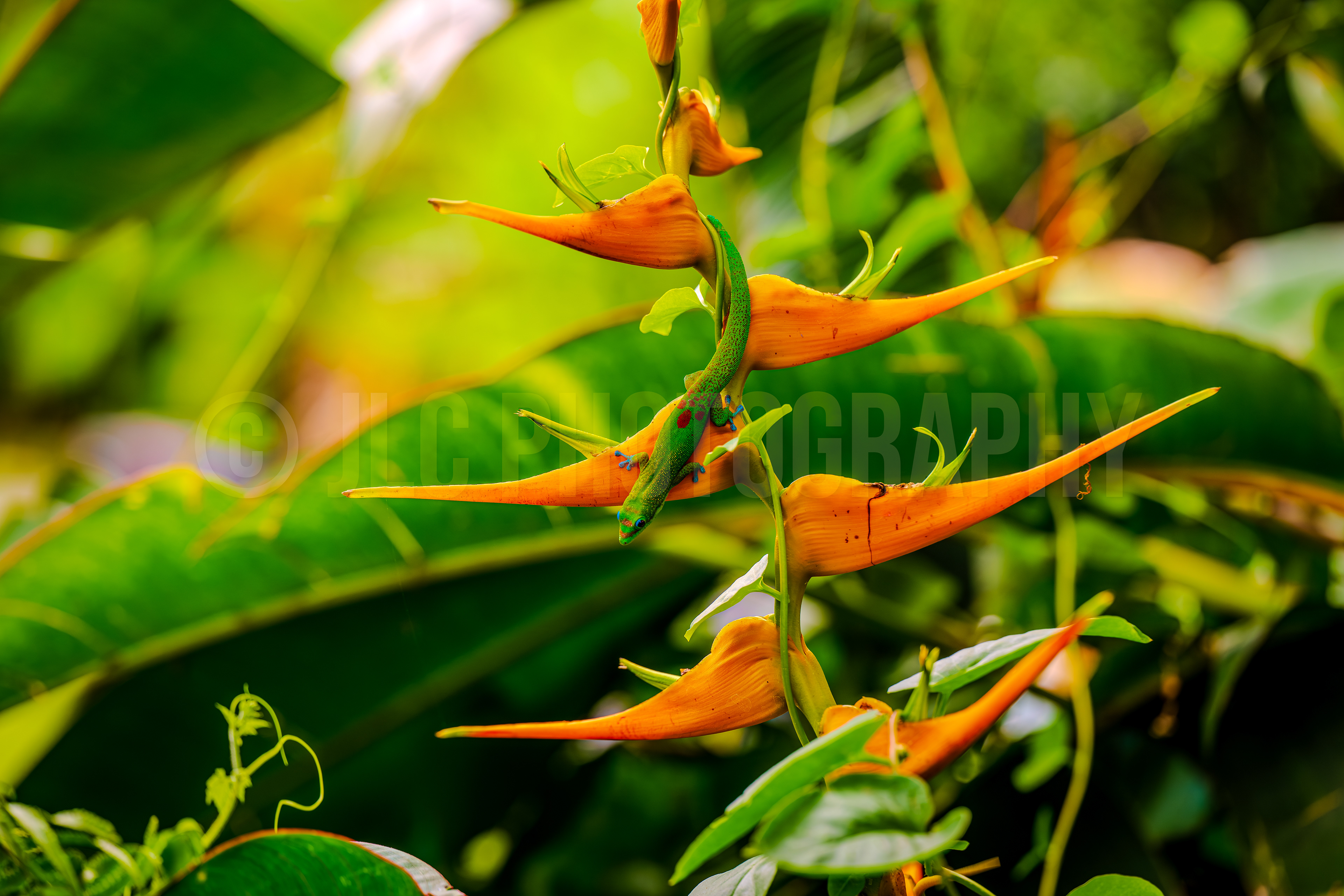 Gecko - Hawaii