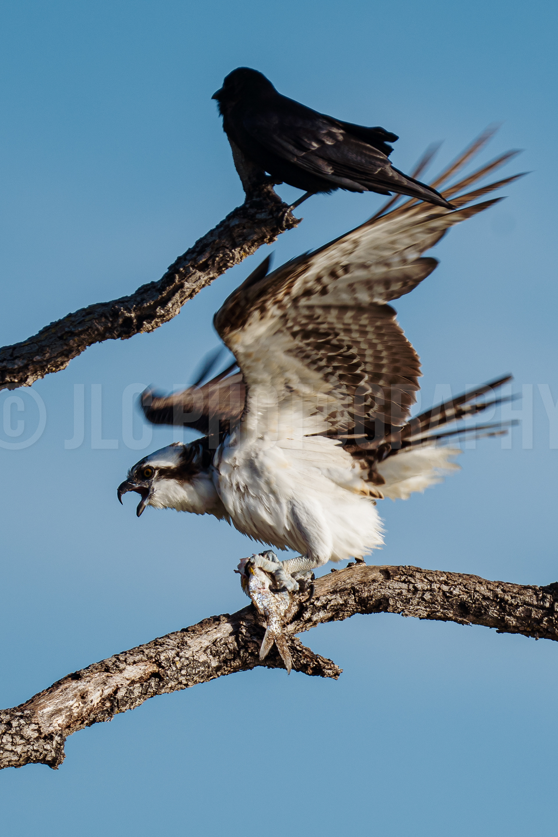 Osprey - Florida