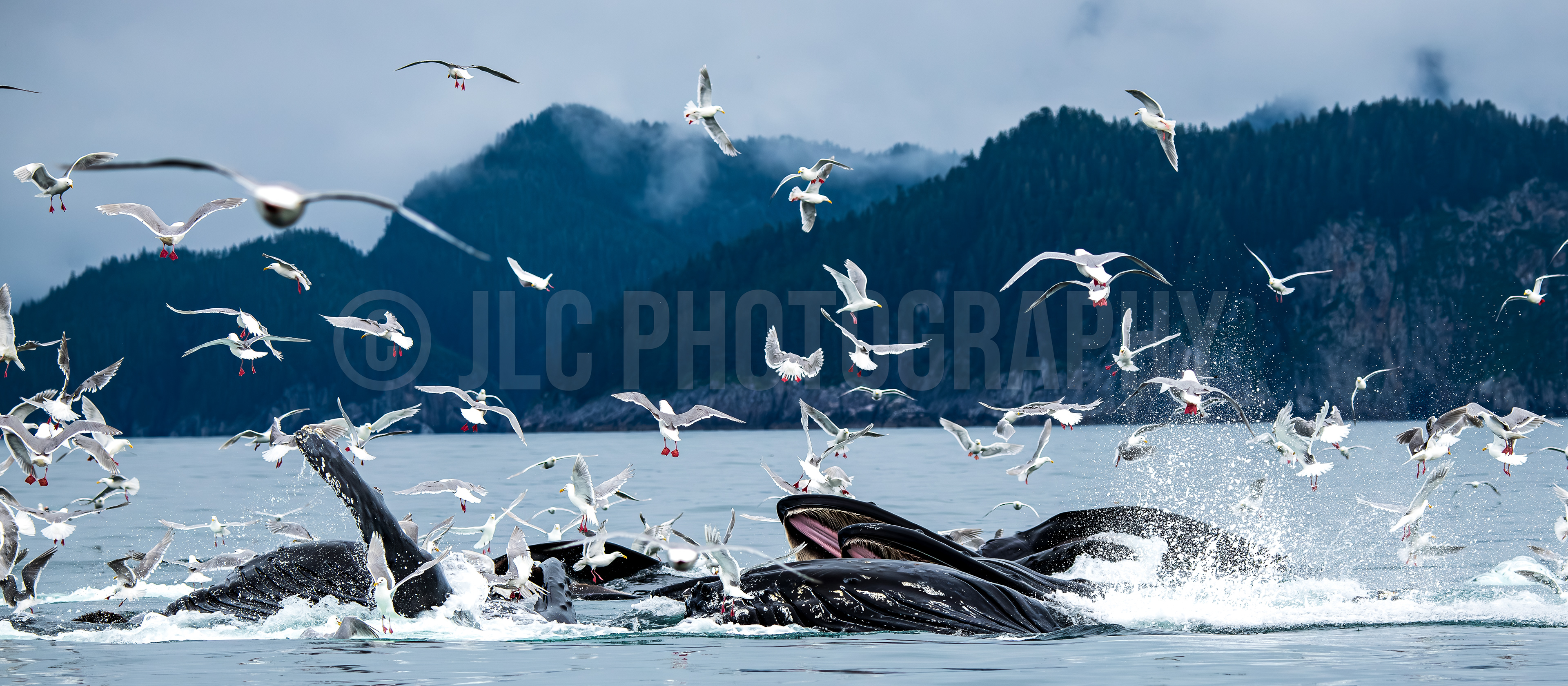 Blue Whales - Alaska