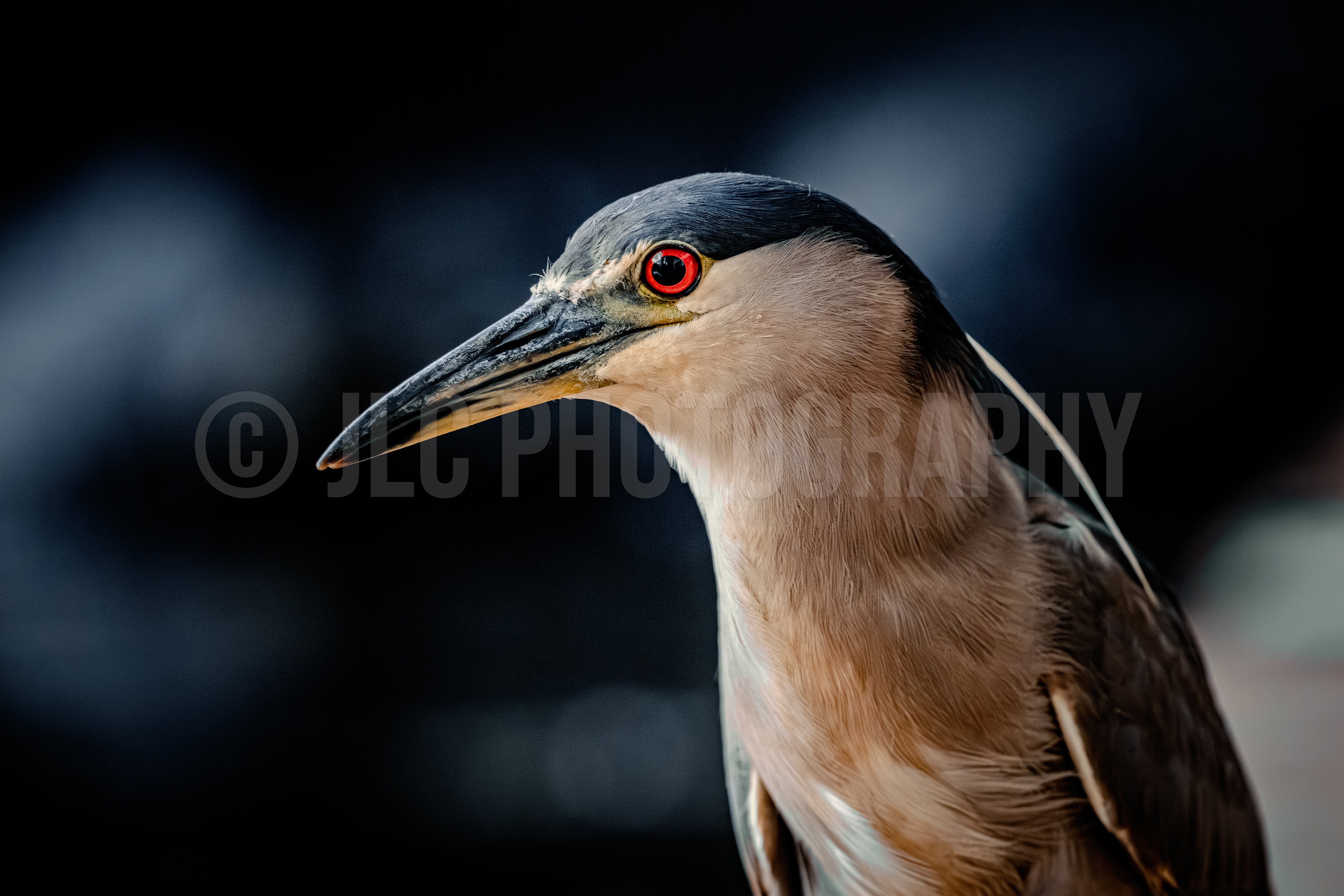Black Crowned Night Heron - Hawaii