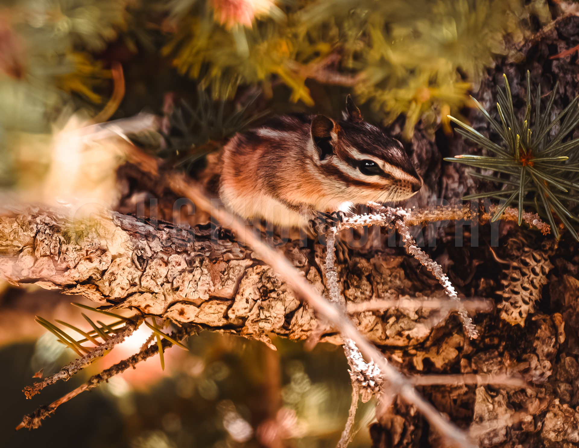 Chipmunk - Colorado