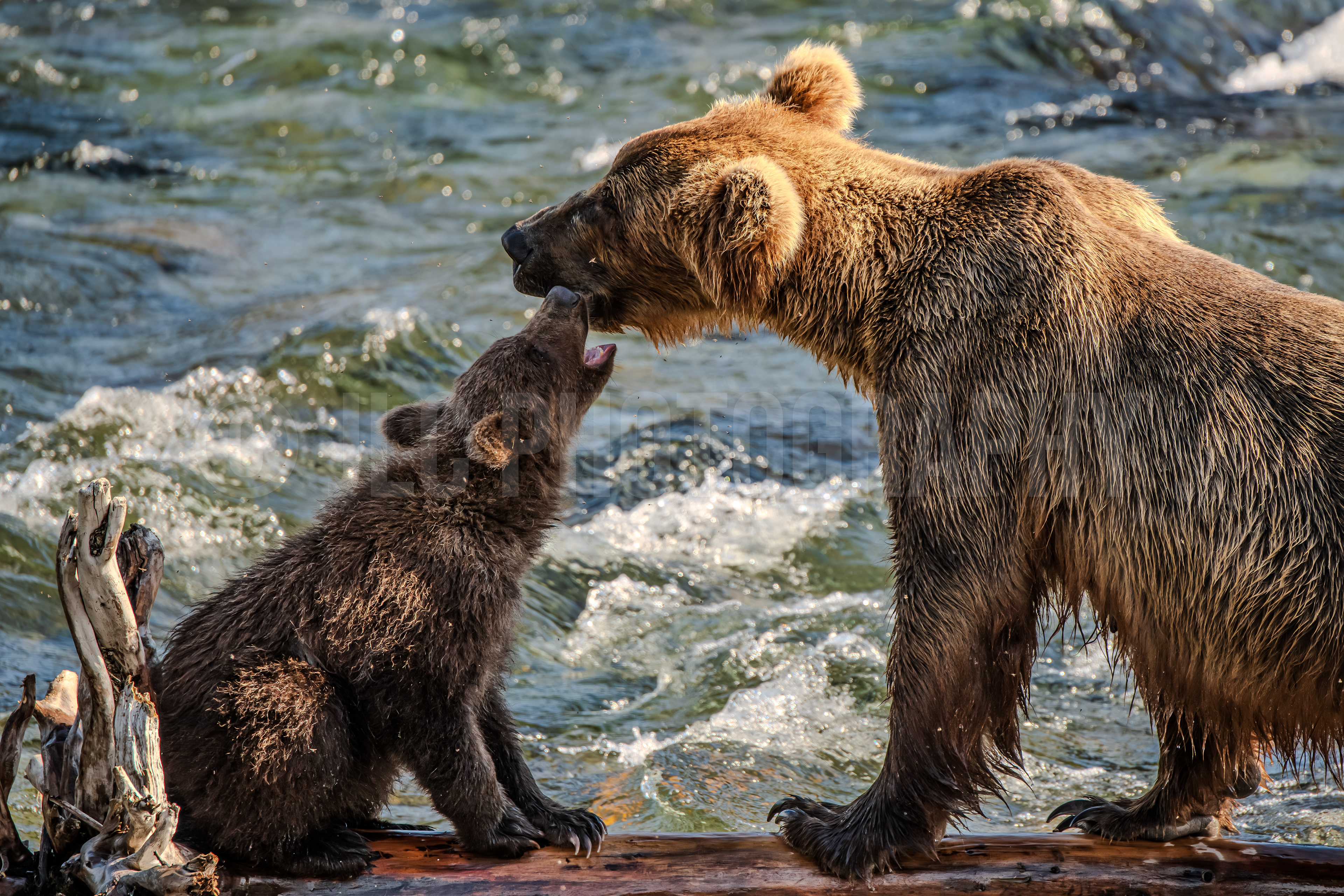 Mother & Cub - Alaska