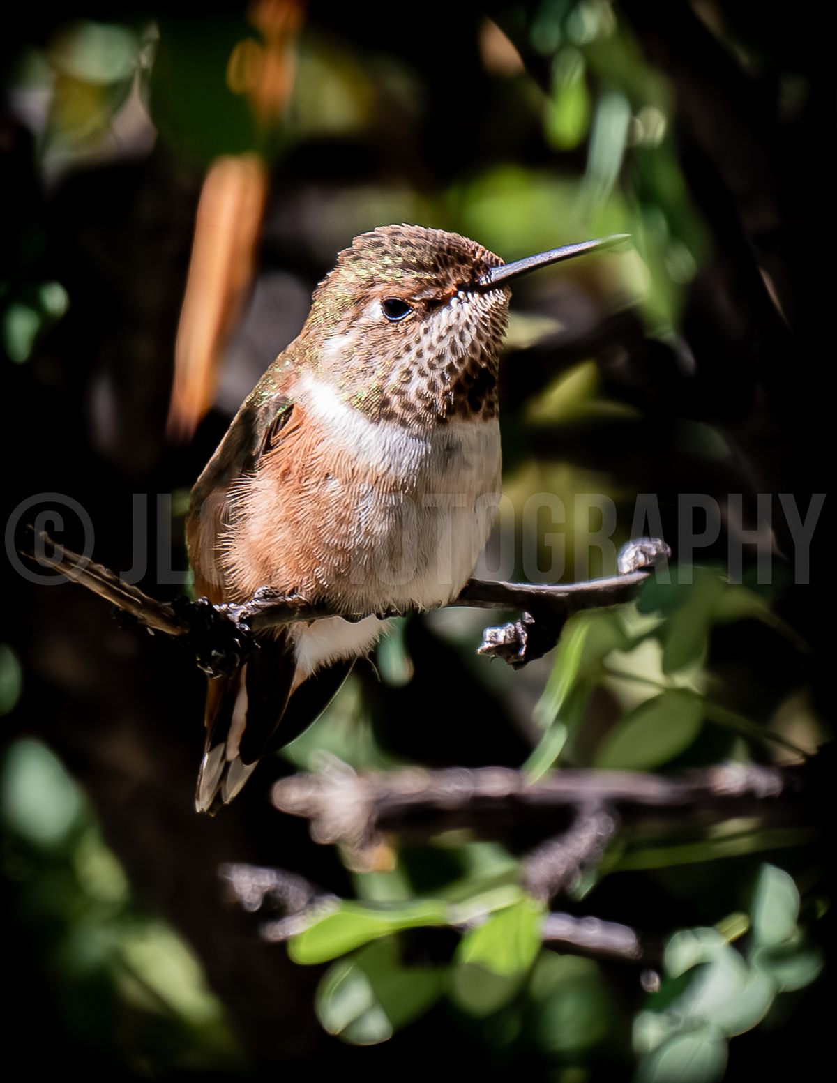 Rufus Humming Bird - Colorado