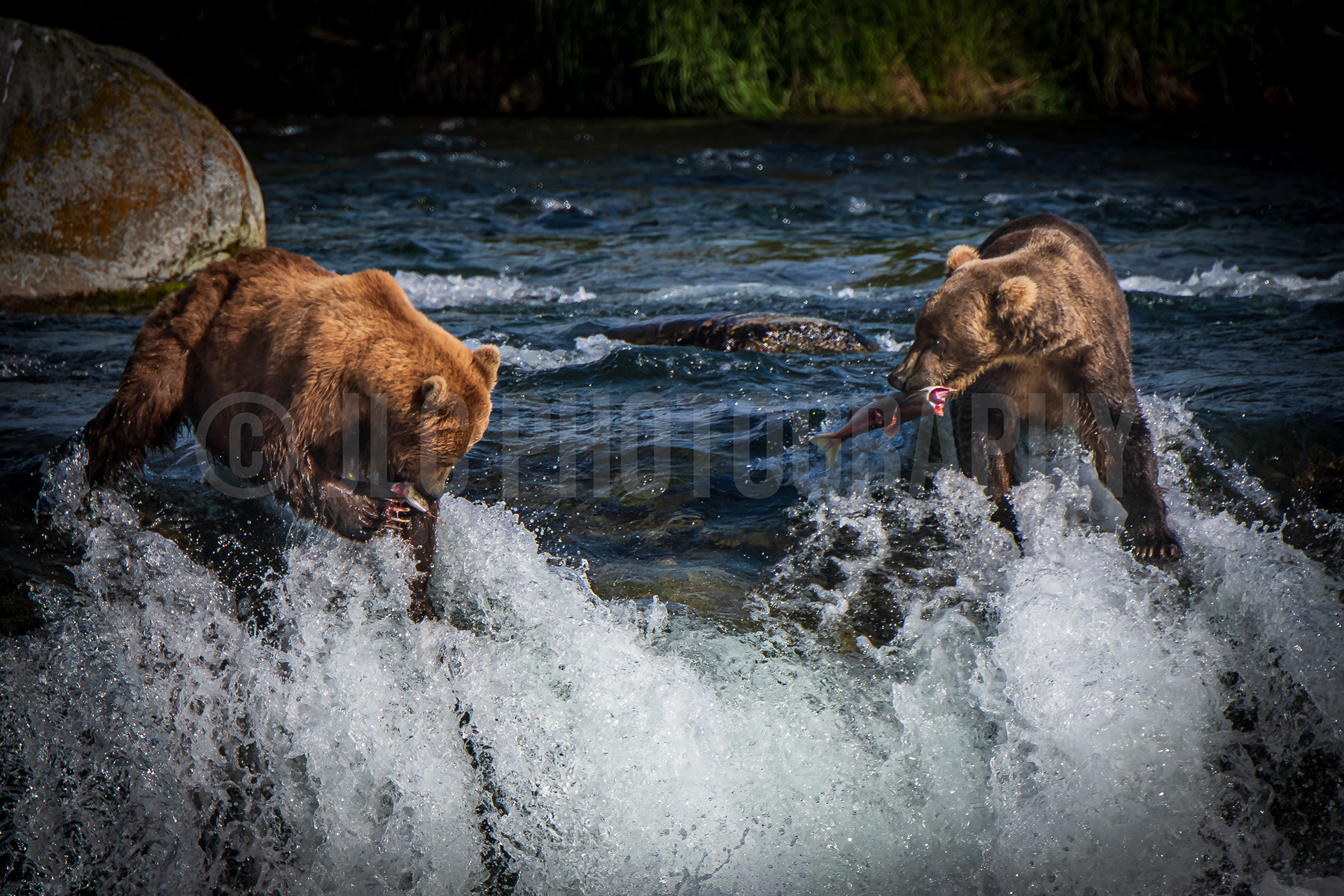 Grizzly Bears - Alaska