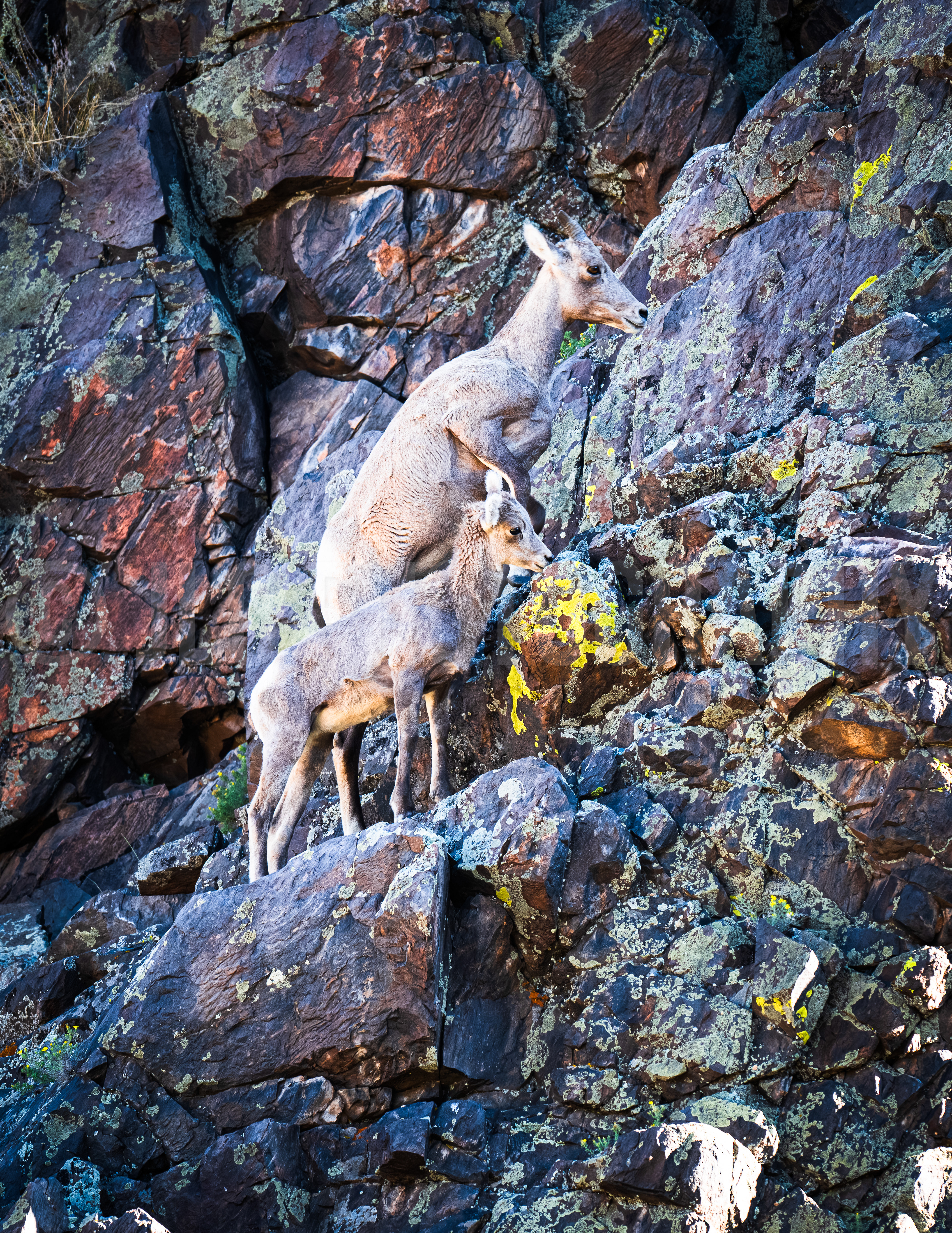 Big Horn Sheep - Colorado