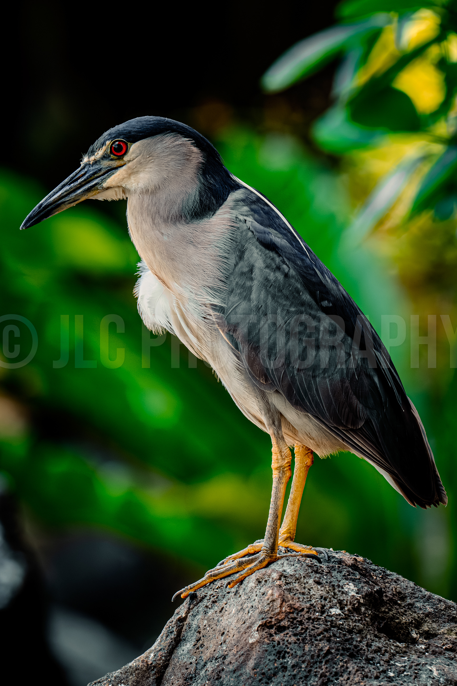 Black Crowned Night Heron - Hawaii