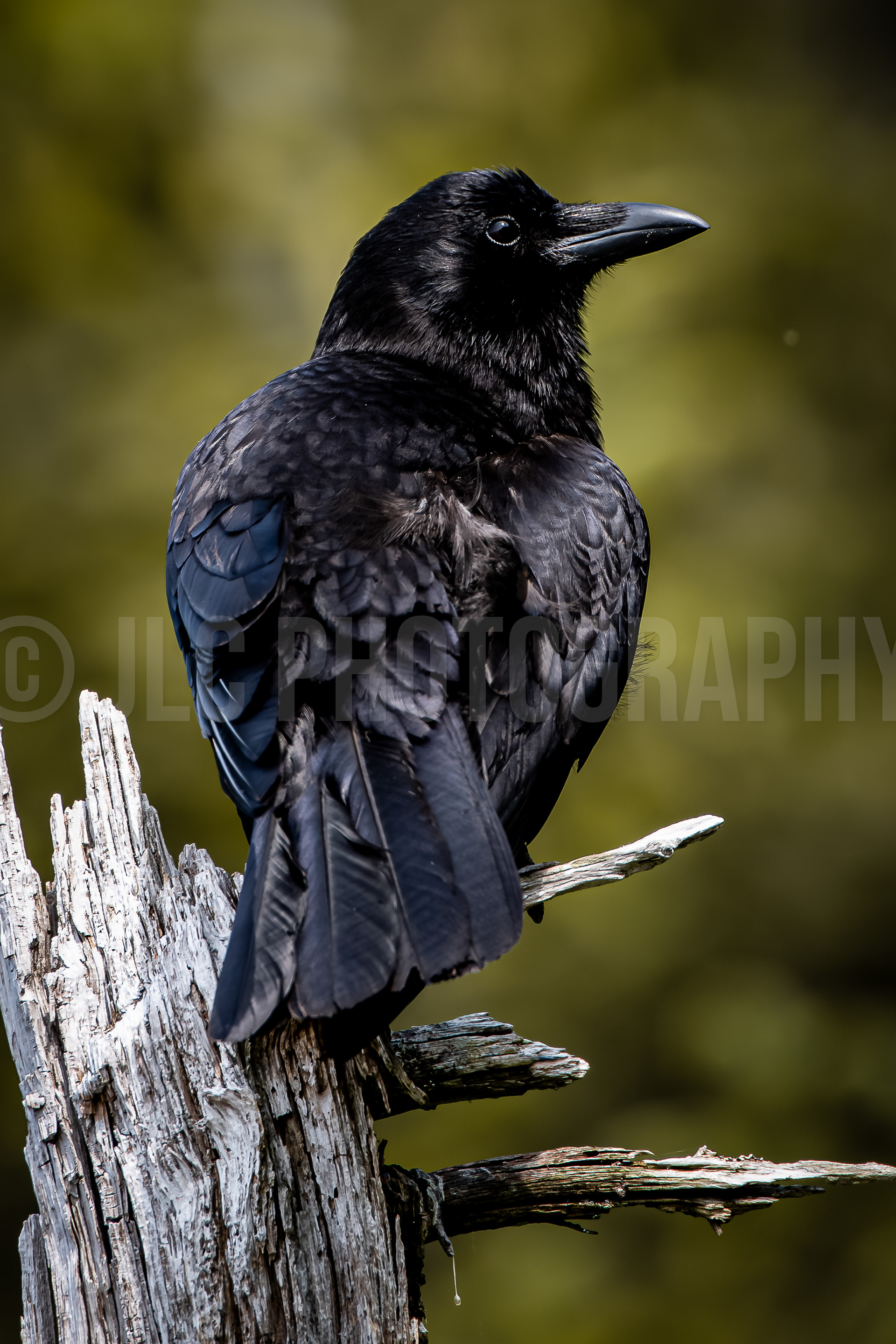 Raven - Alaska