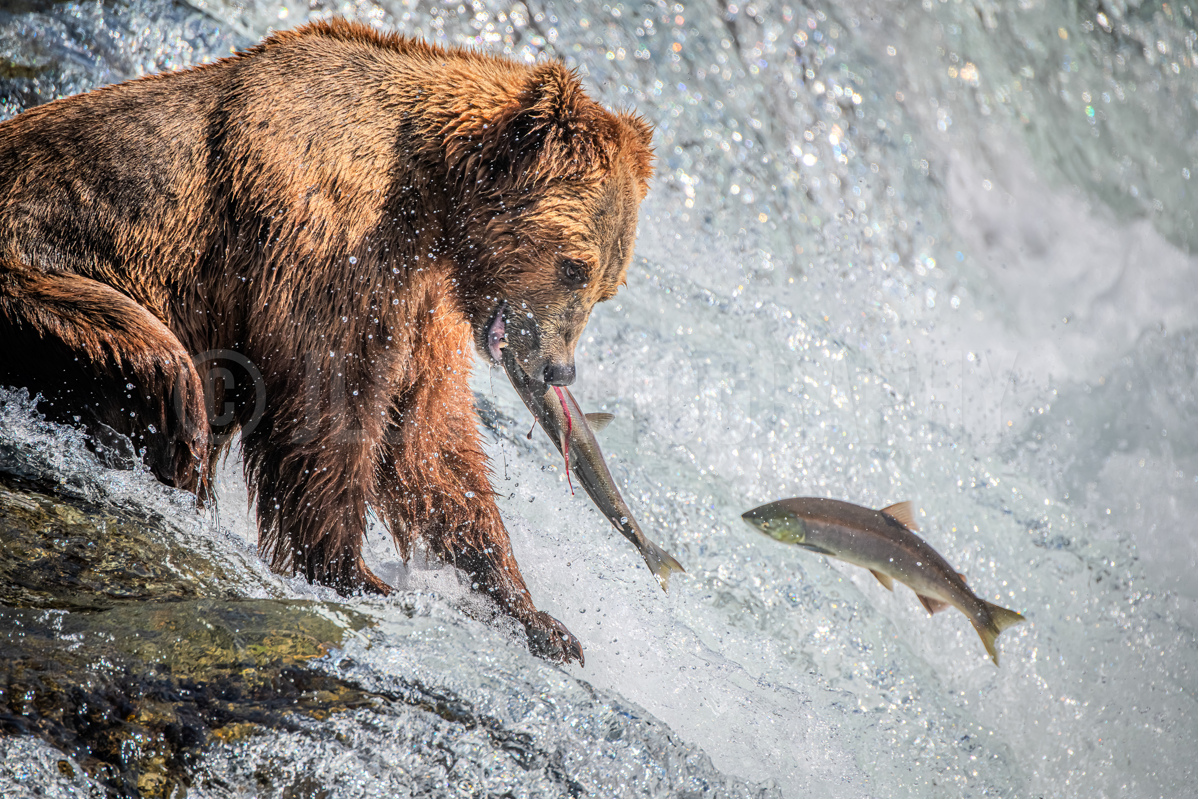 Grizzly Bear - Alaska