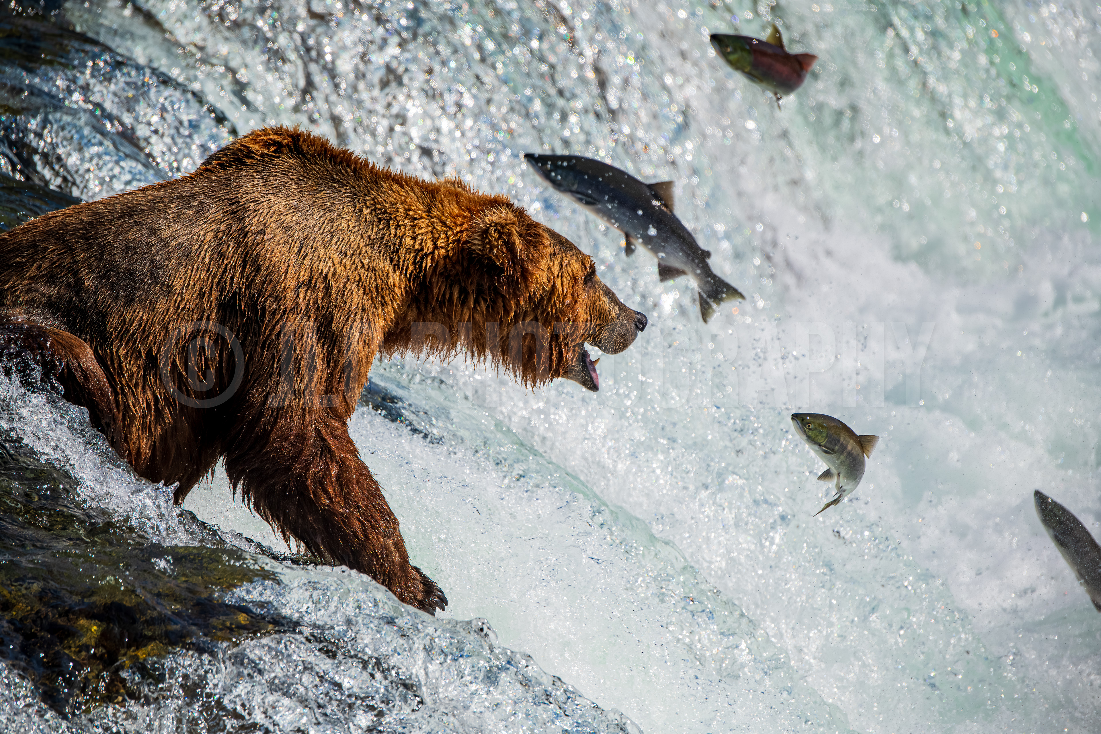 Grizzly Bear - Alaska