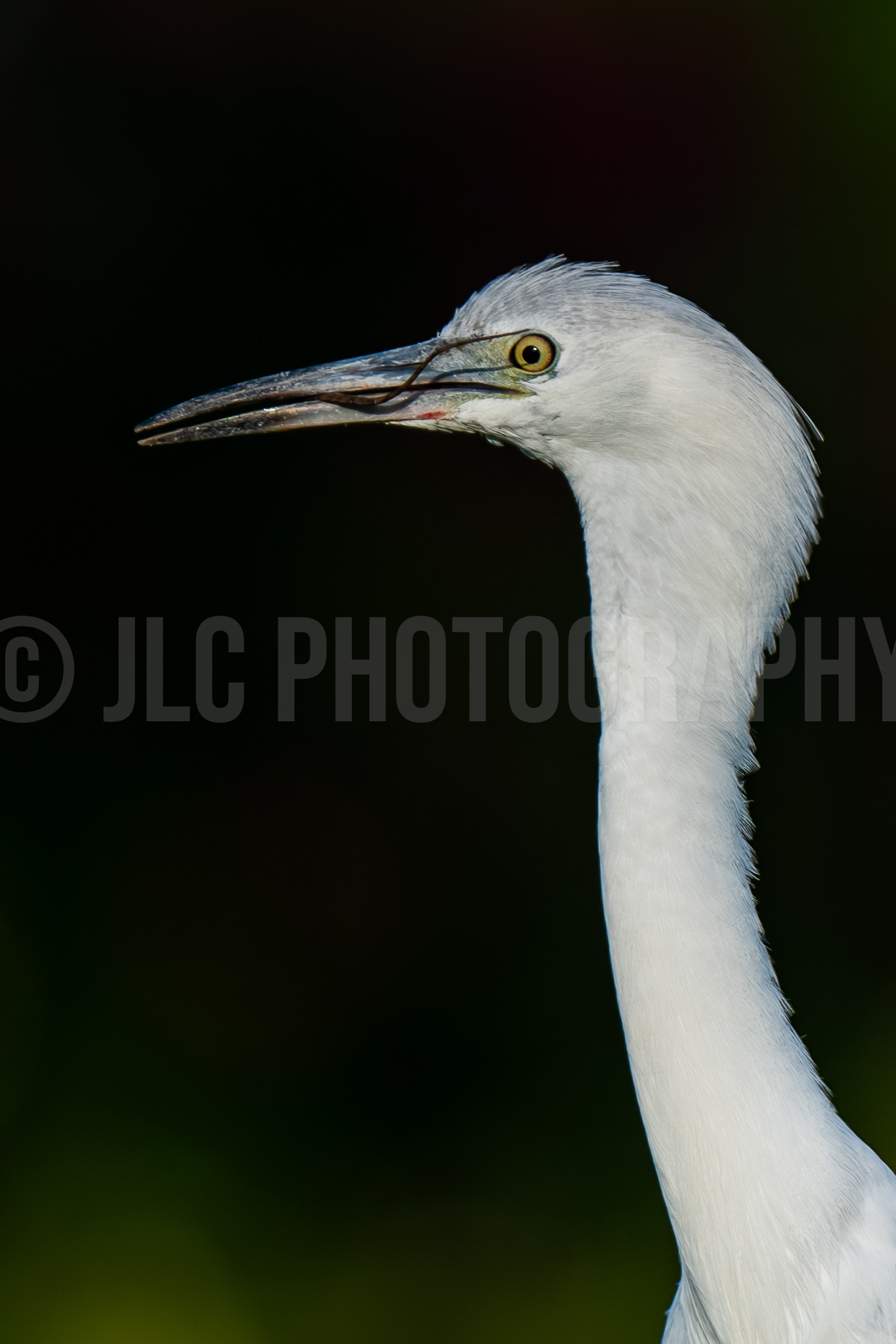 Egret & Lizard - Florida