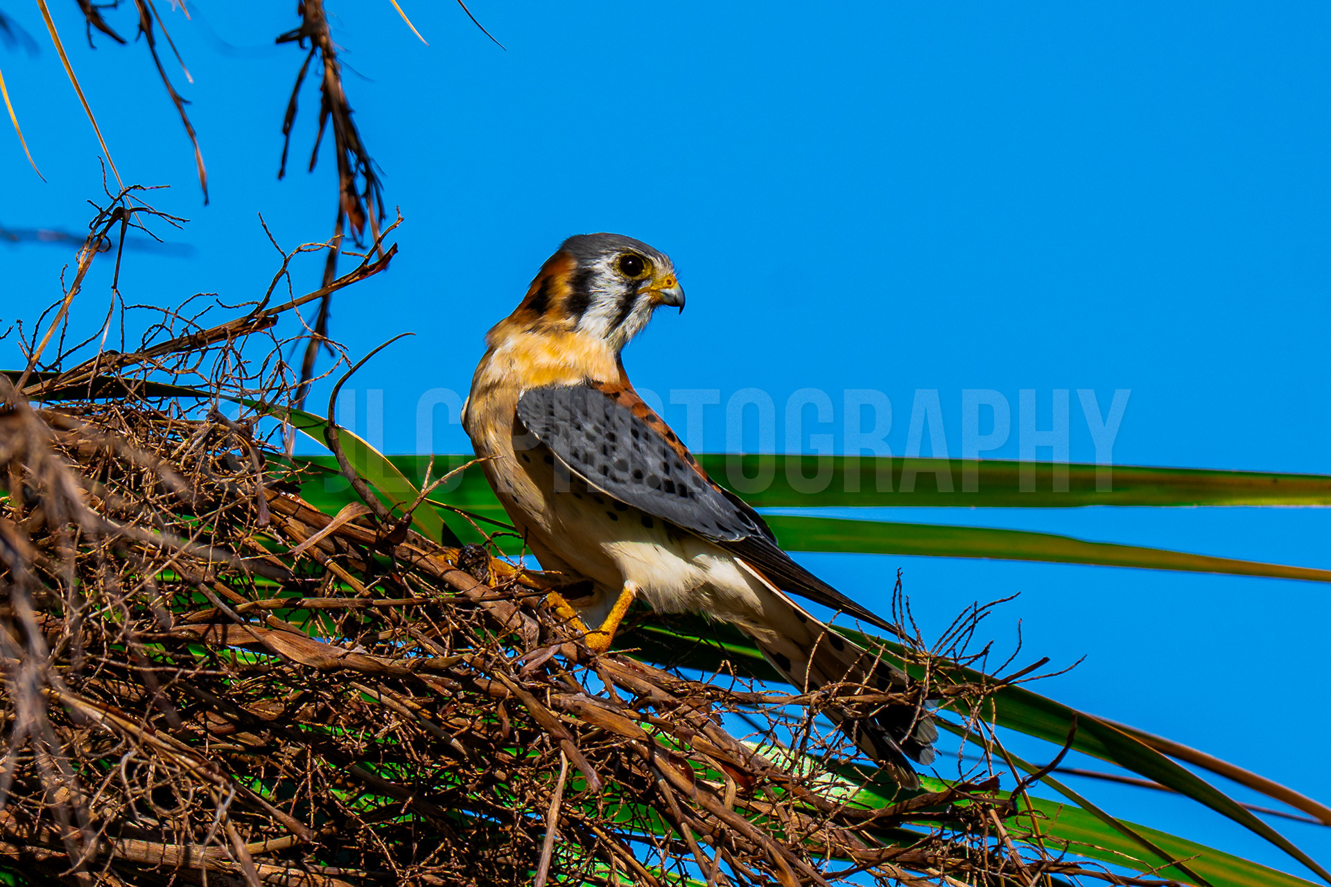 Falcon - Florida