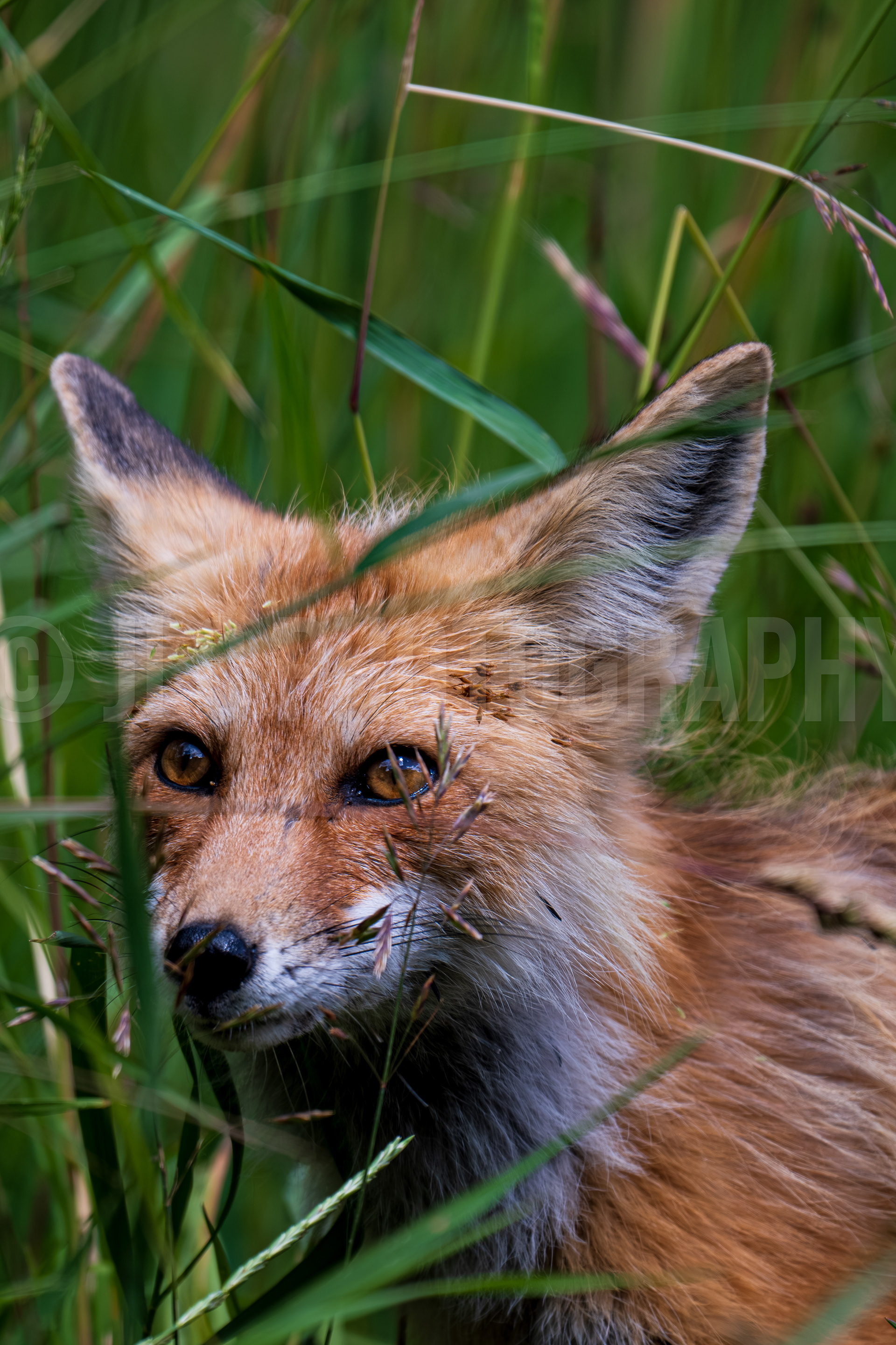 Red Fox - Colorado