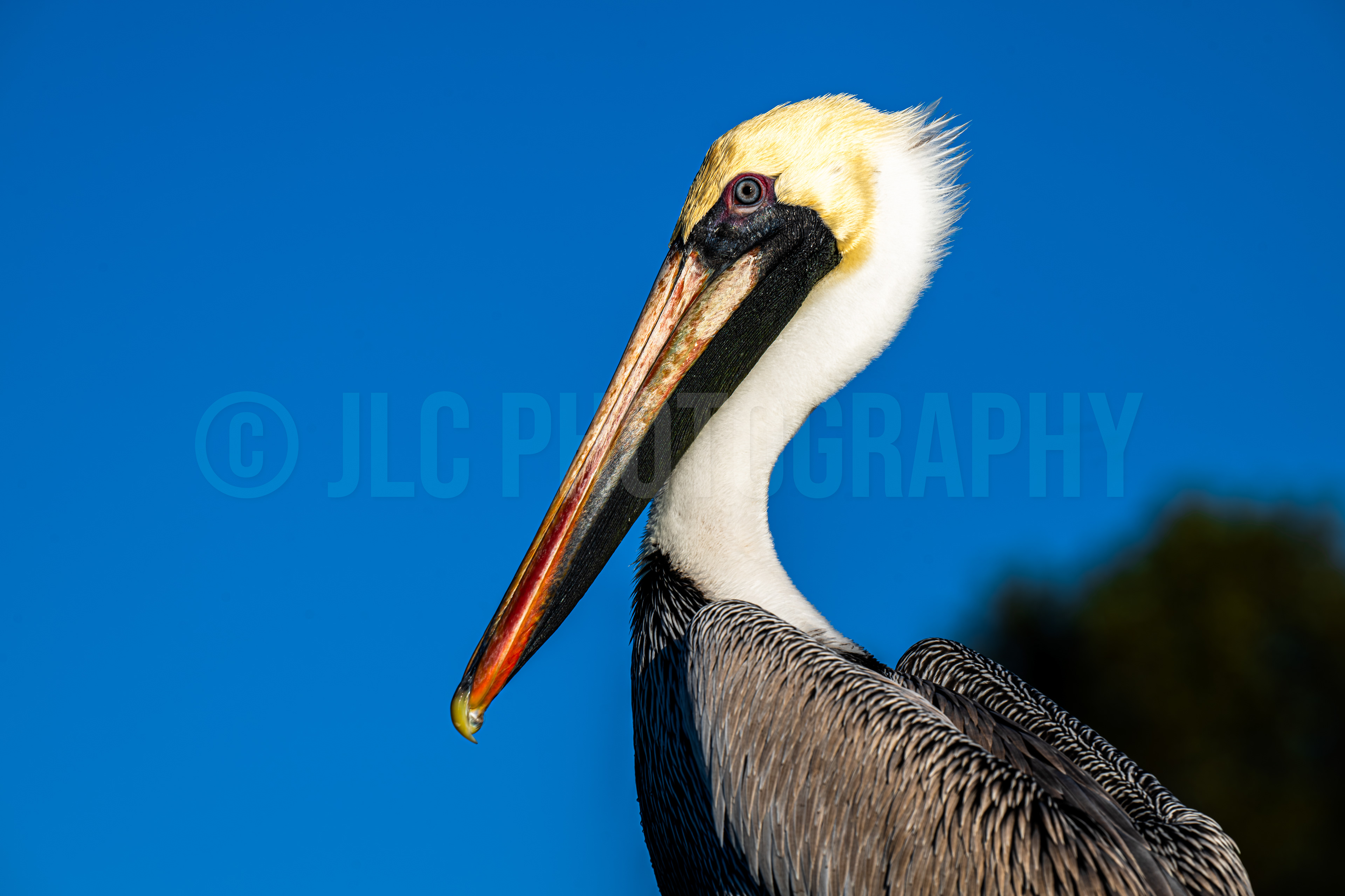 Pelican - Florida Keys