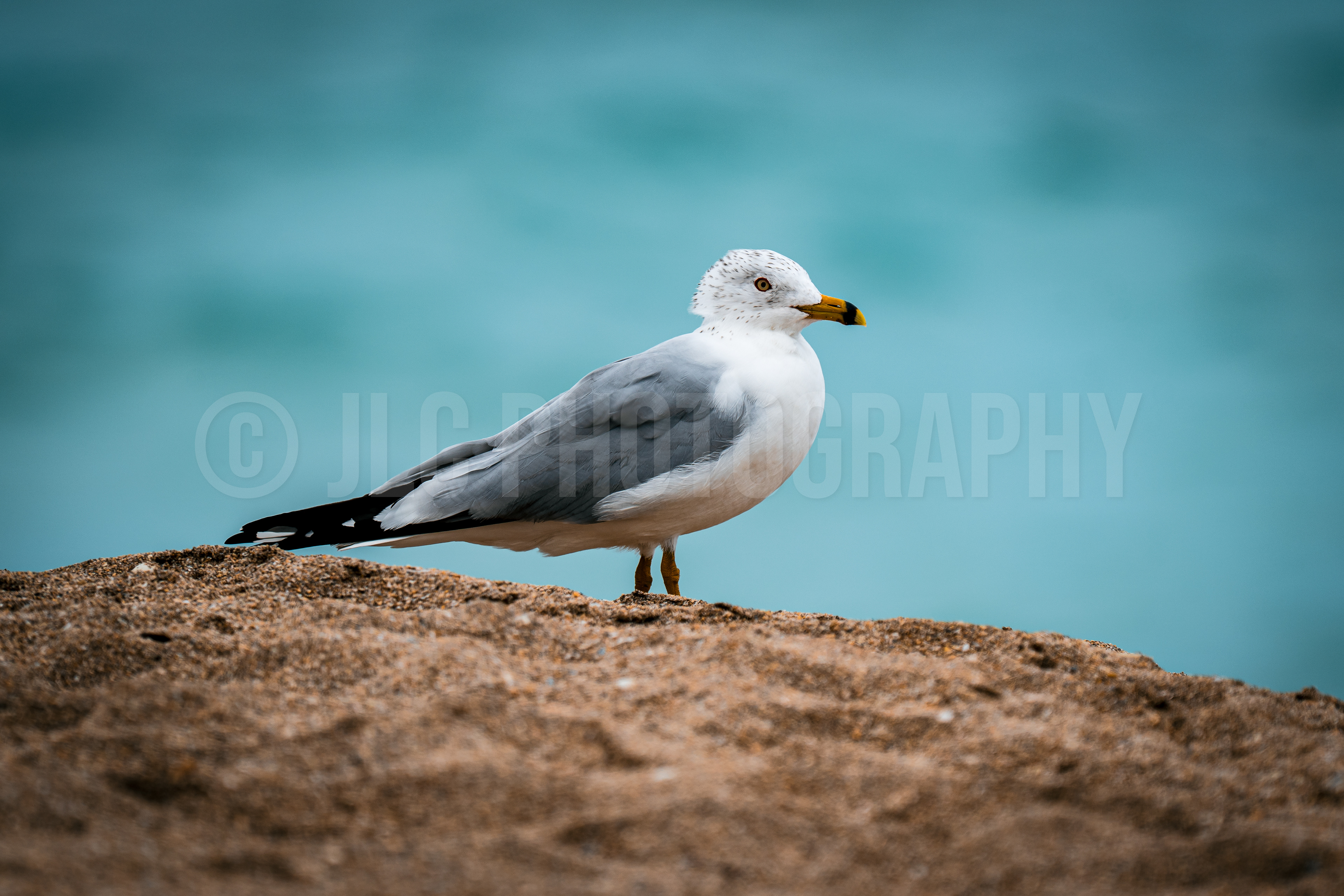 Seagull - Florida