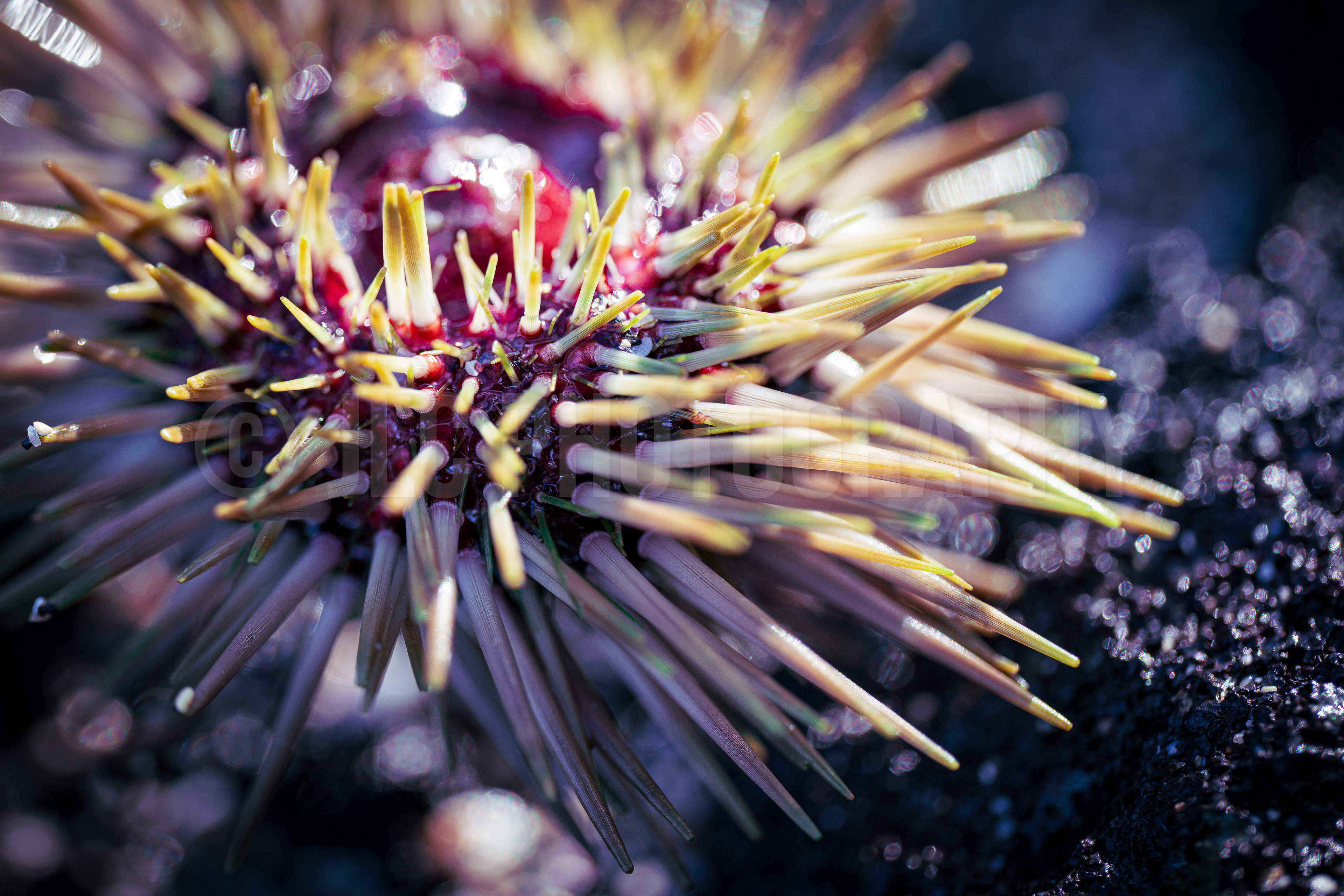 Sea Urchin - Hawaii