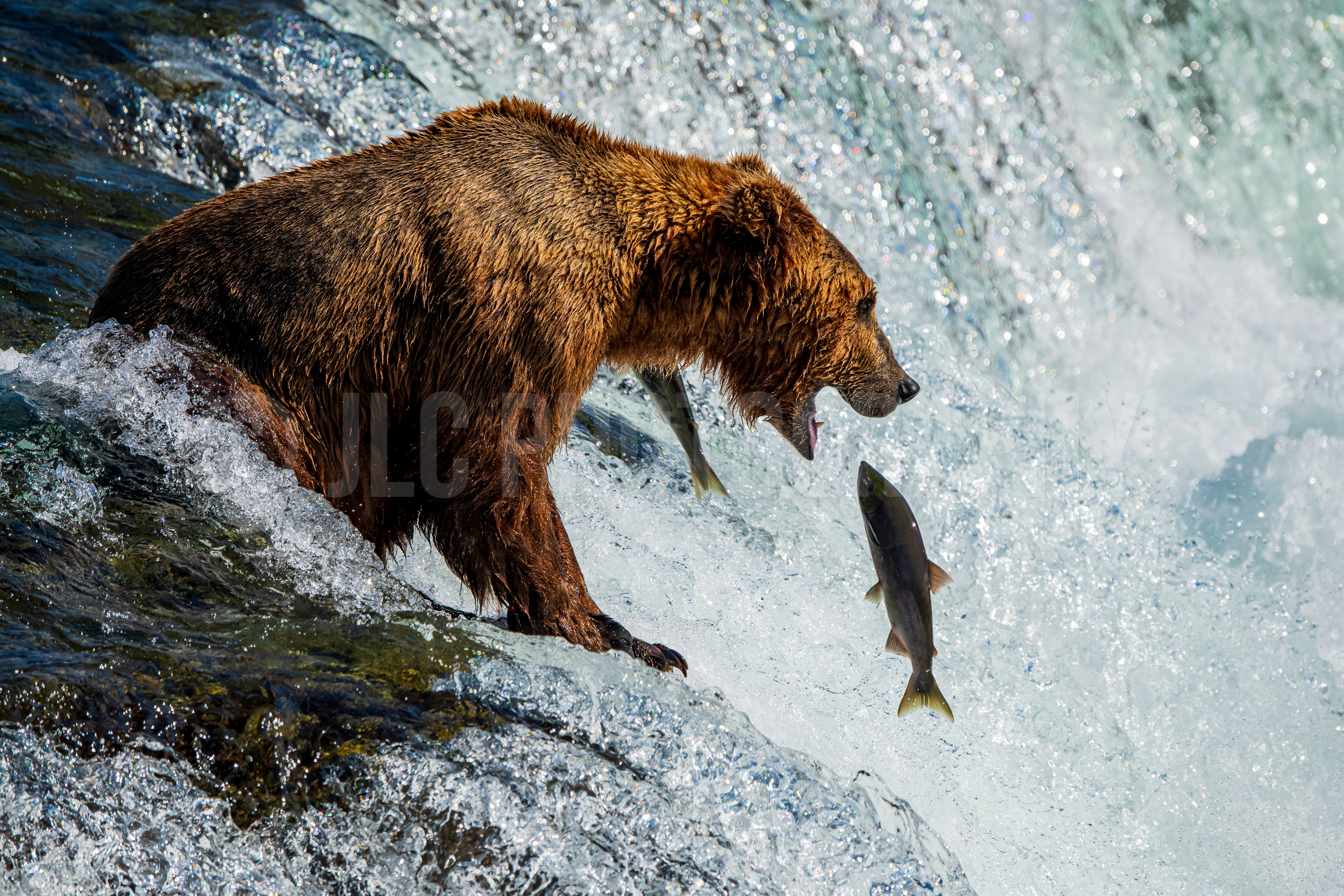 Grizzly Bear - Alaska