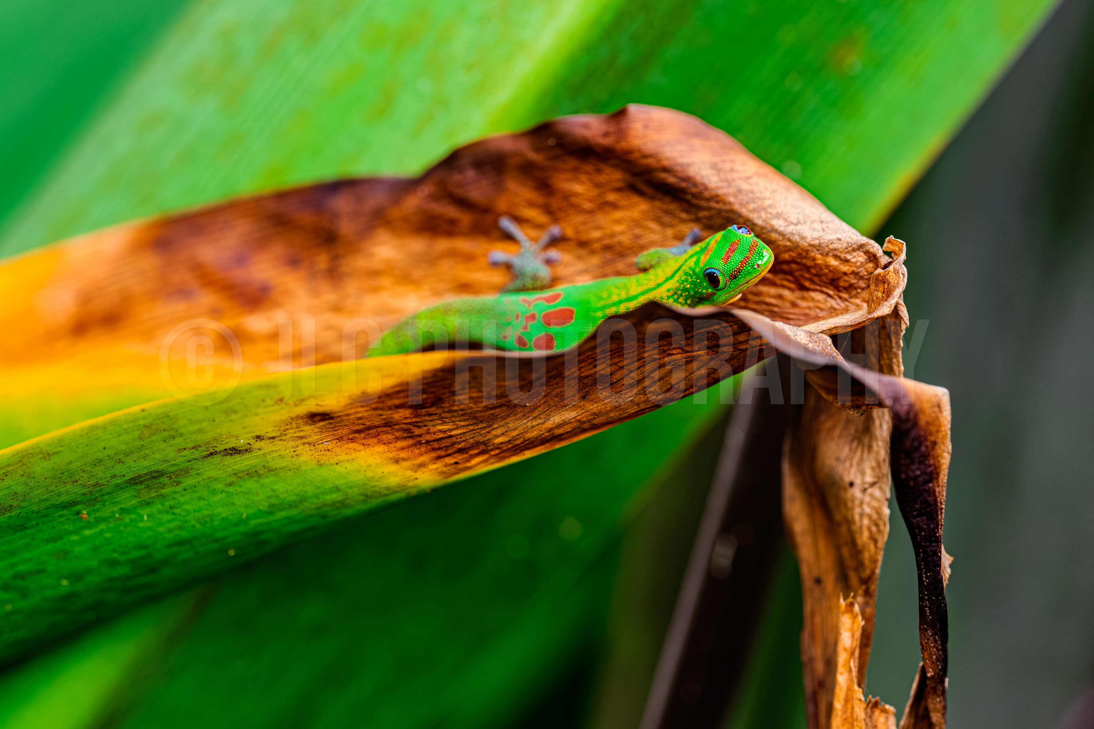 Gecko - Hawaii
