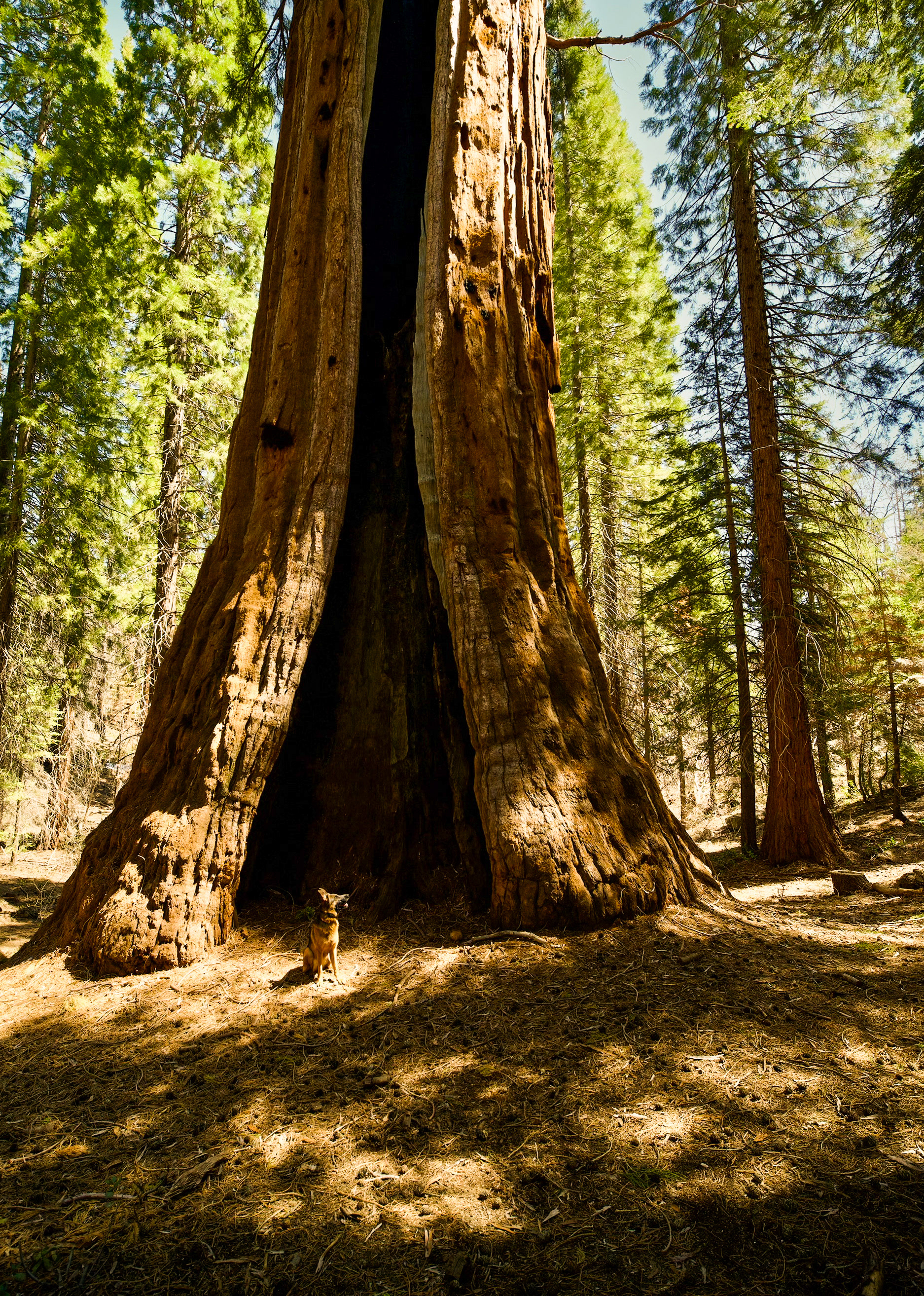 Sequoia National Forest