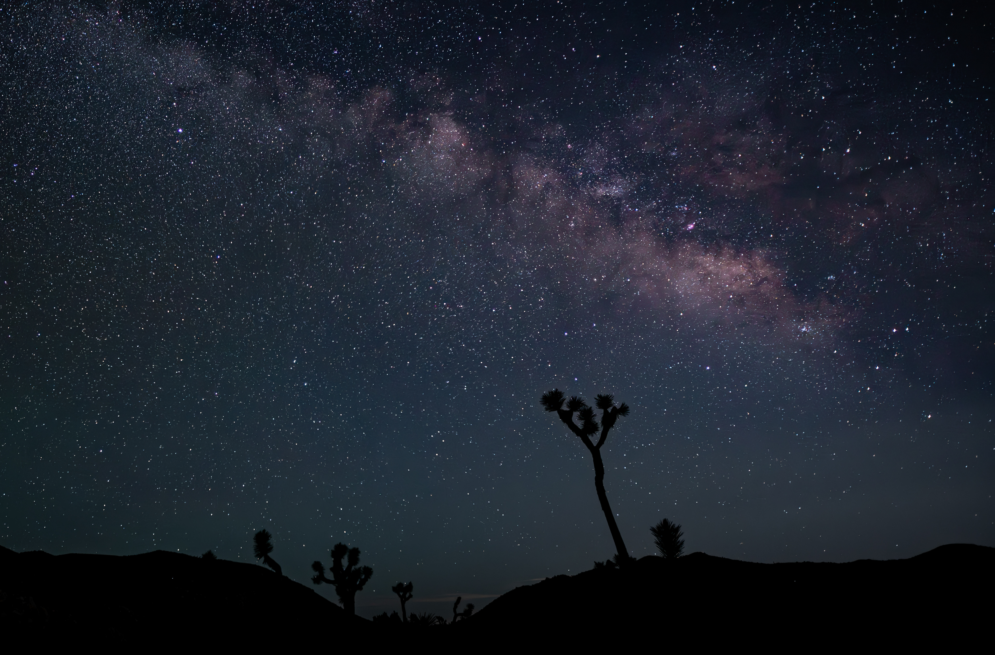 Joshua Tree