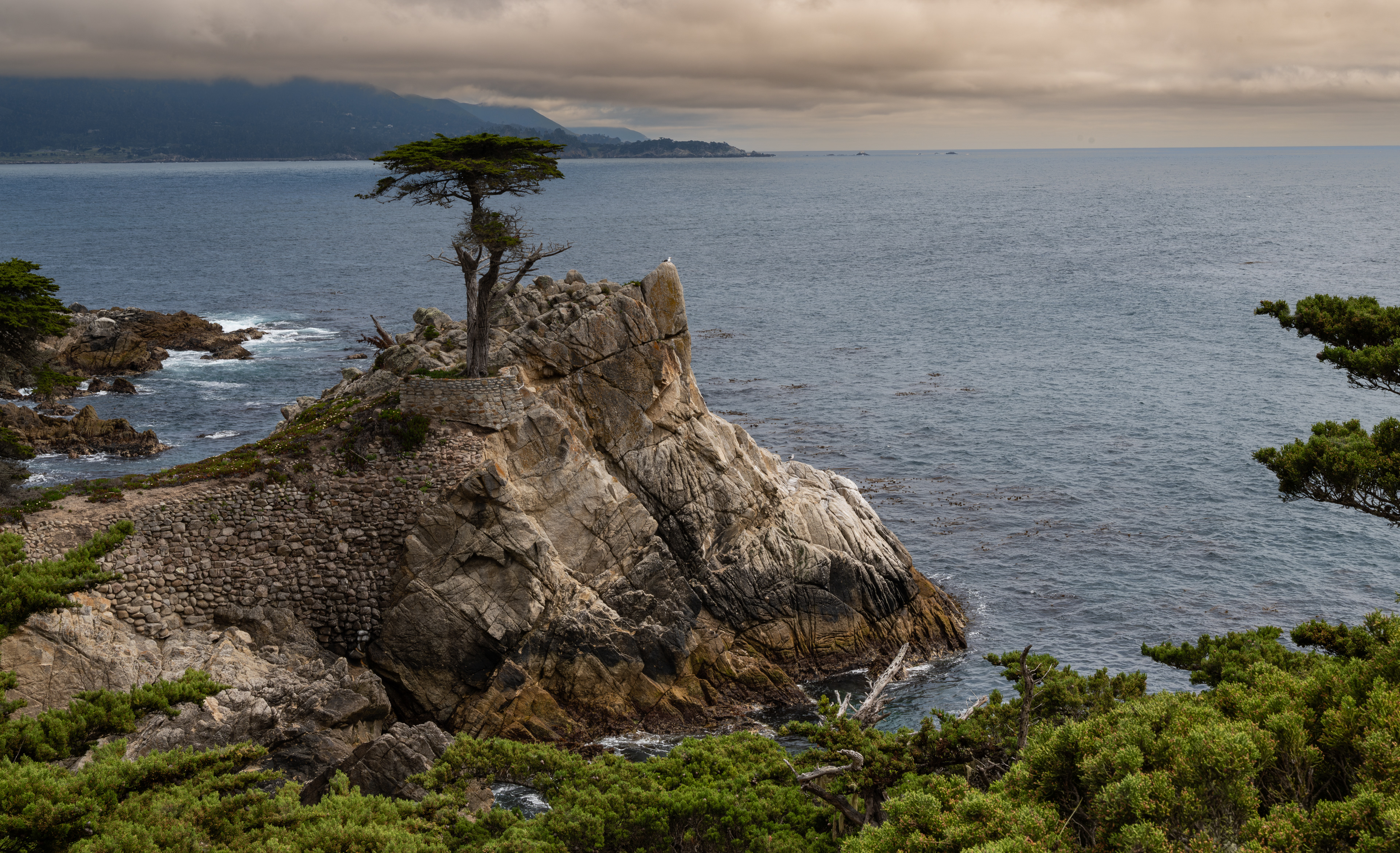 Lone Cypress Tree