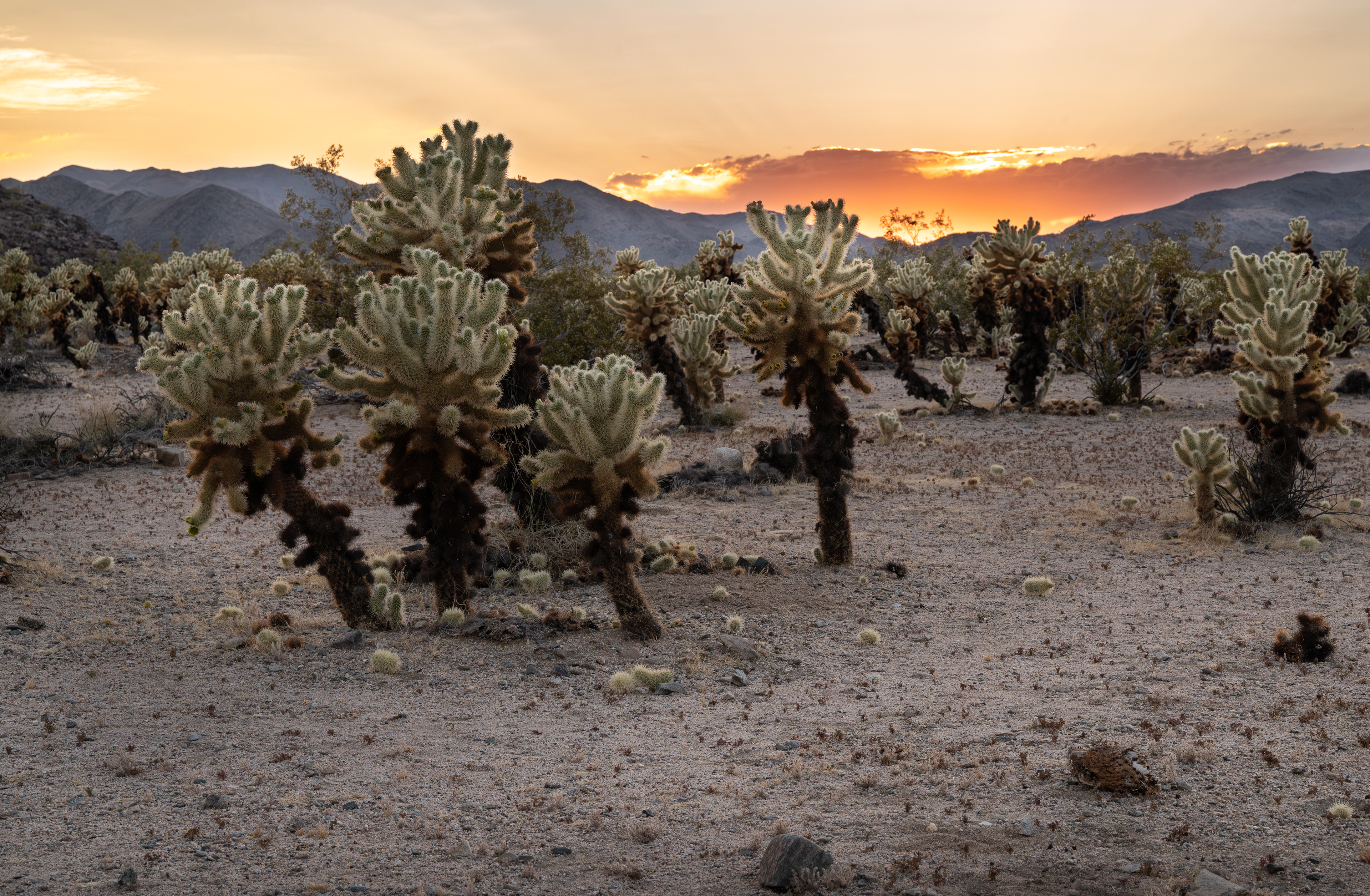 Joshua Tree