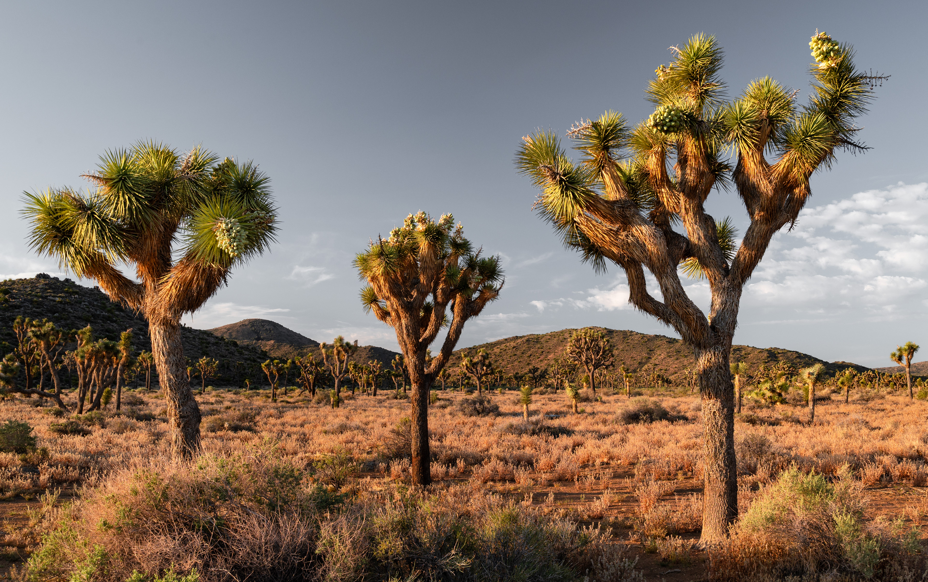 Joshua Tree