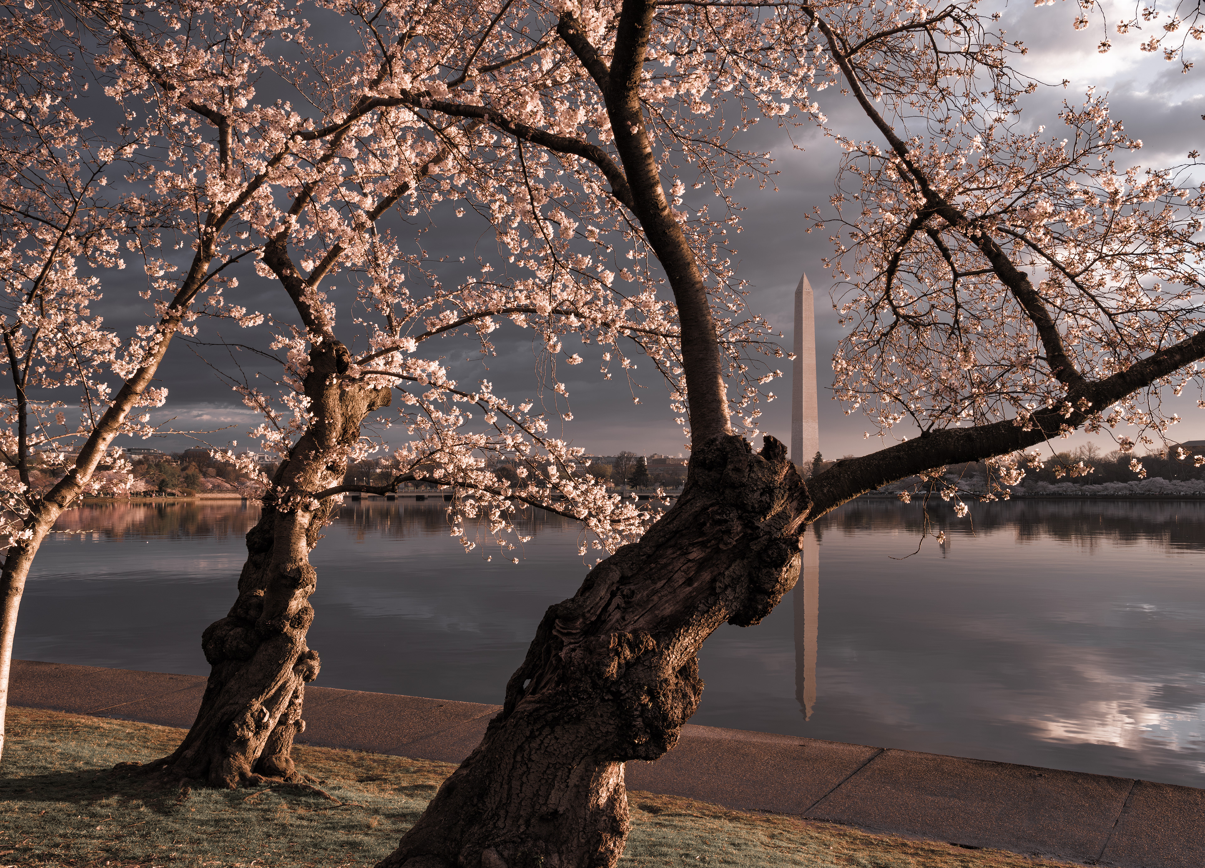 Cherry Blossoms