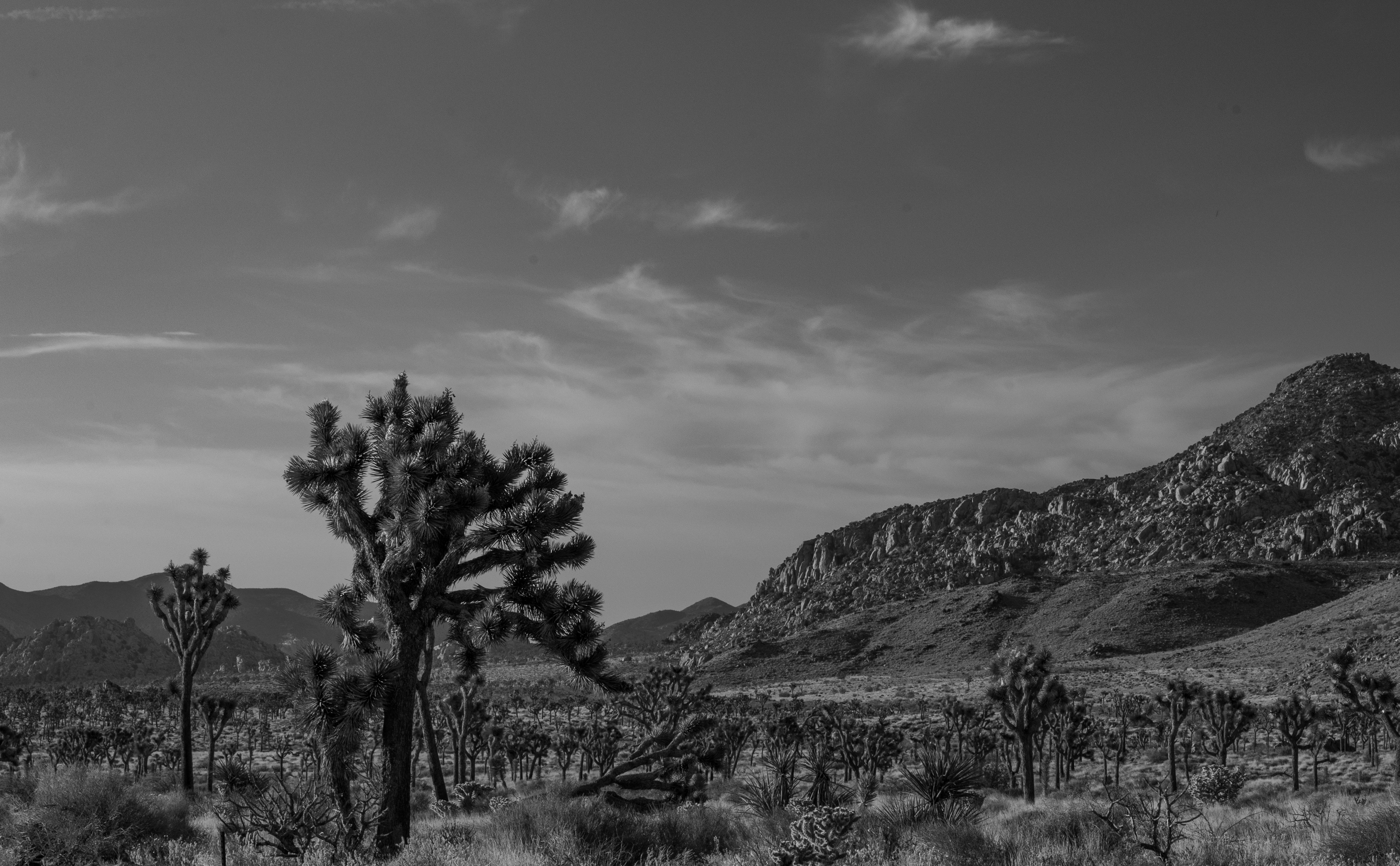 Joshua Tree