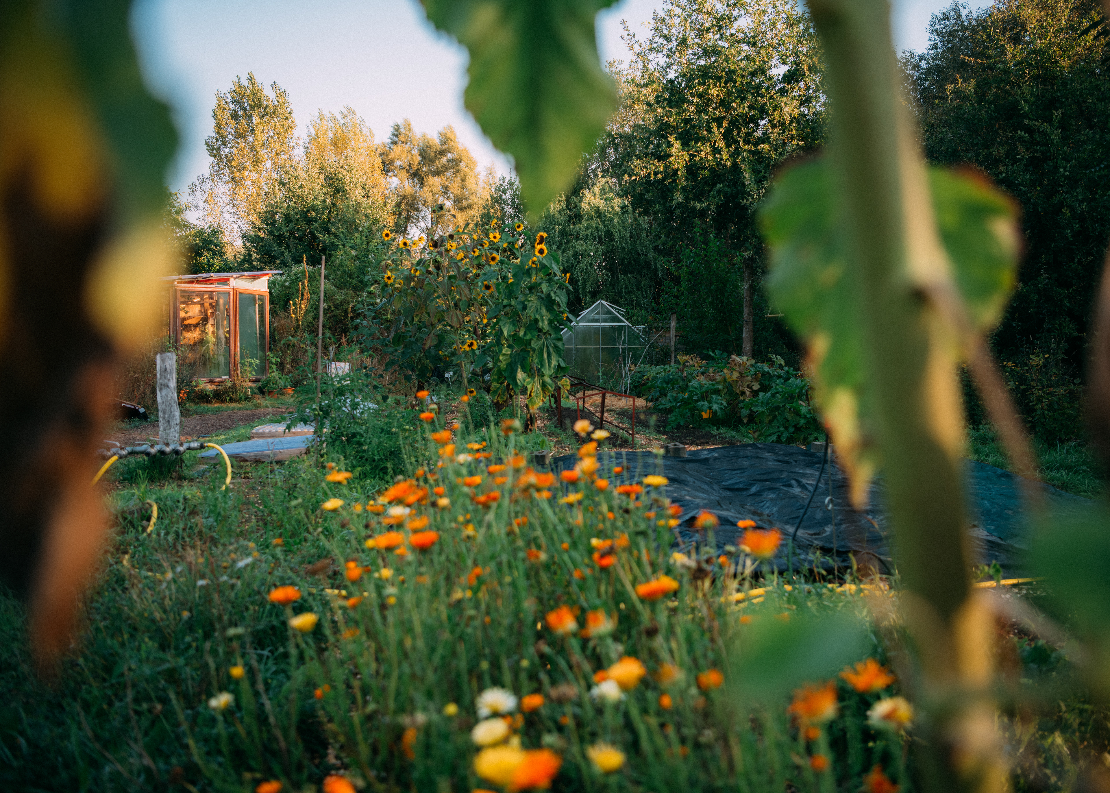 Blühender Garten auf dem Gelände des Farm Food Climate Festivals.
