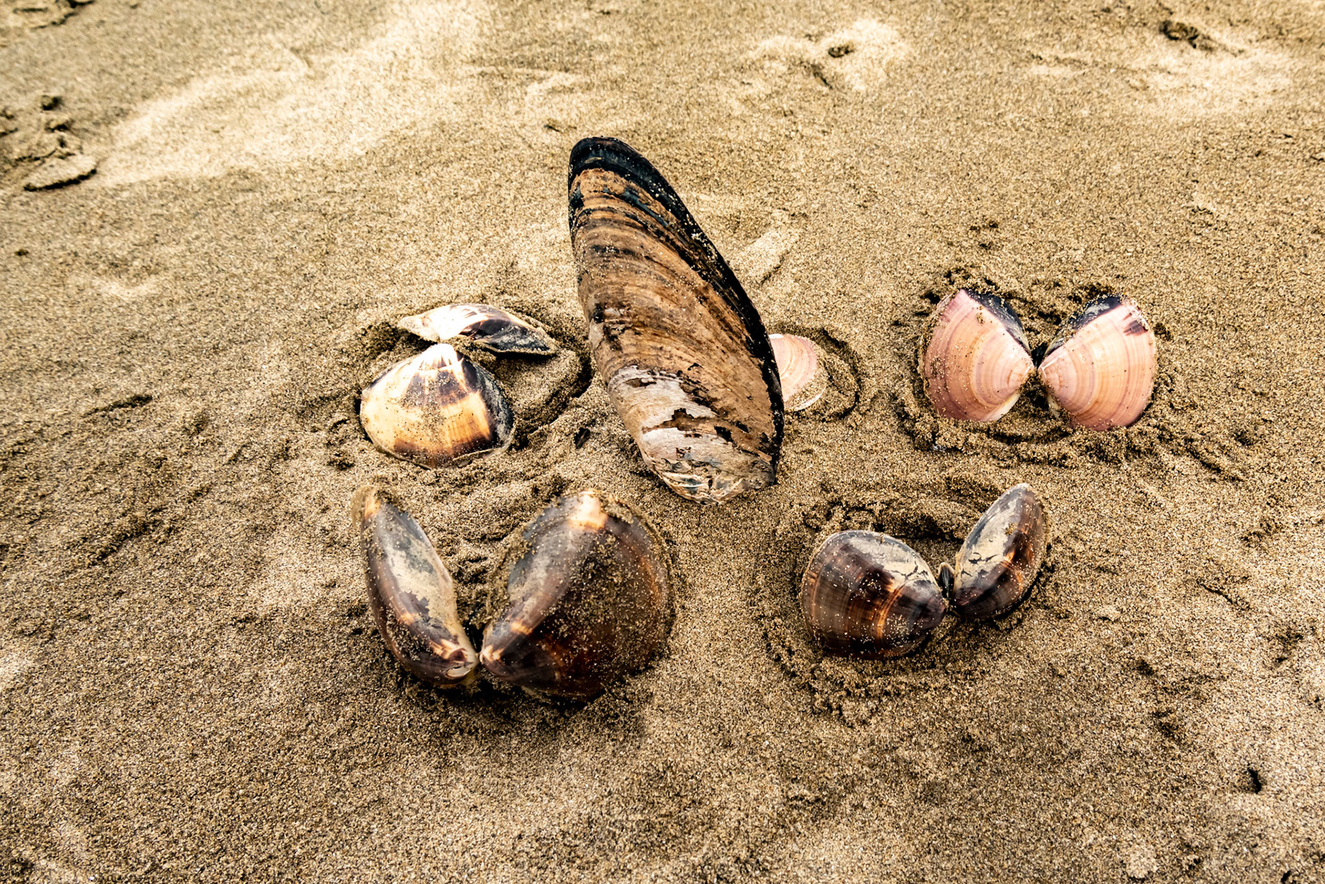 Sur le sable sont organisés des coquillages qui forme une structure en forme de papillon