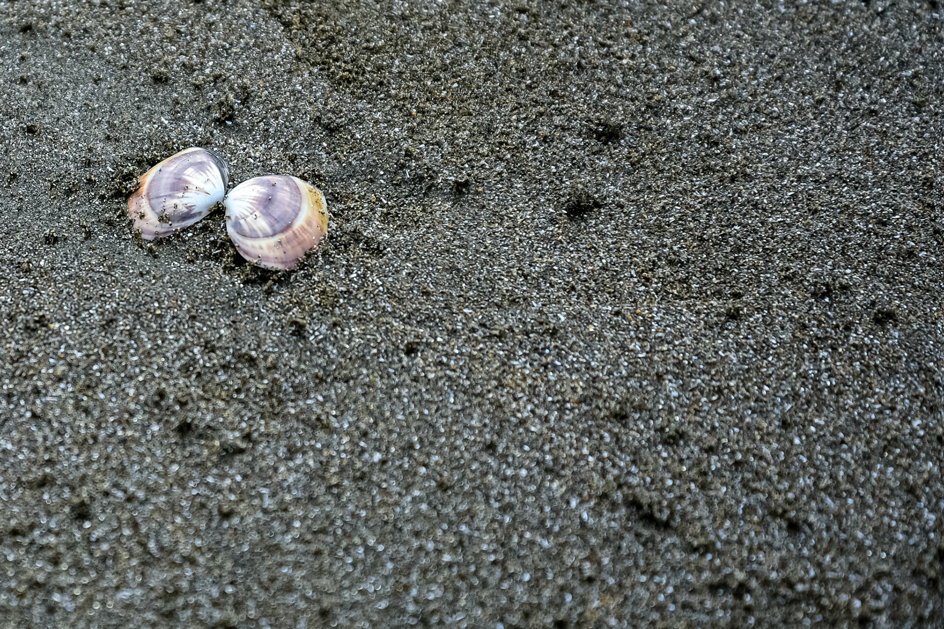 Un coquillage ouvert en forme de papillon et posé sur le sable mouillé