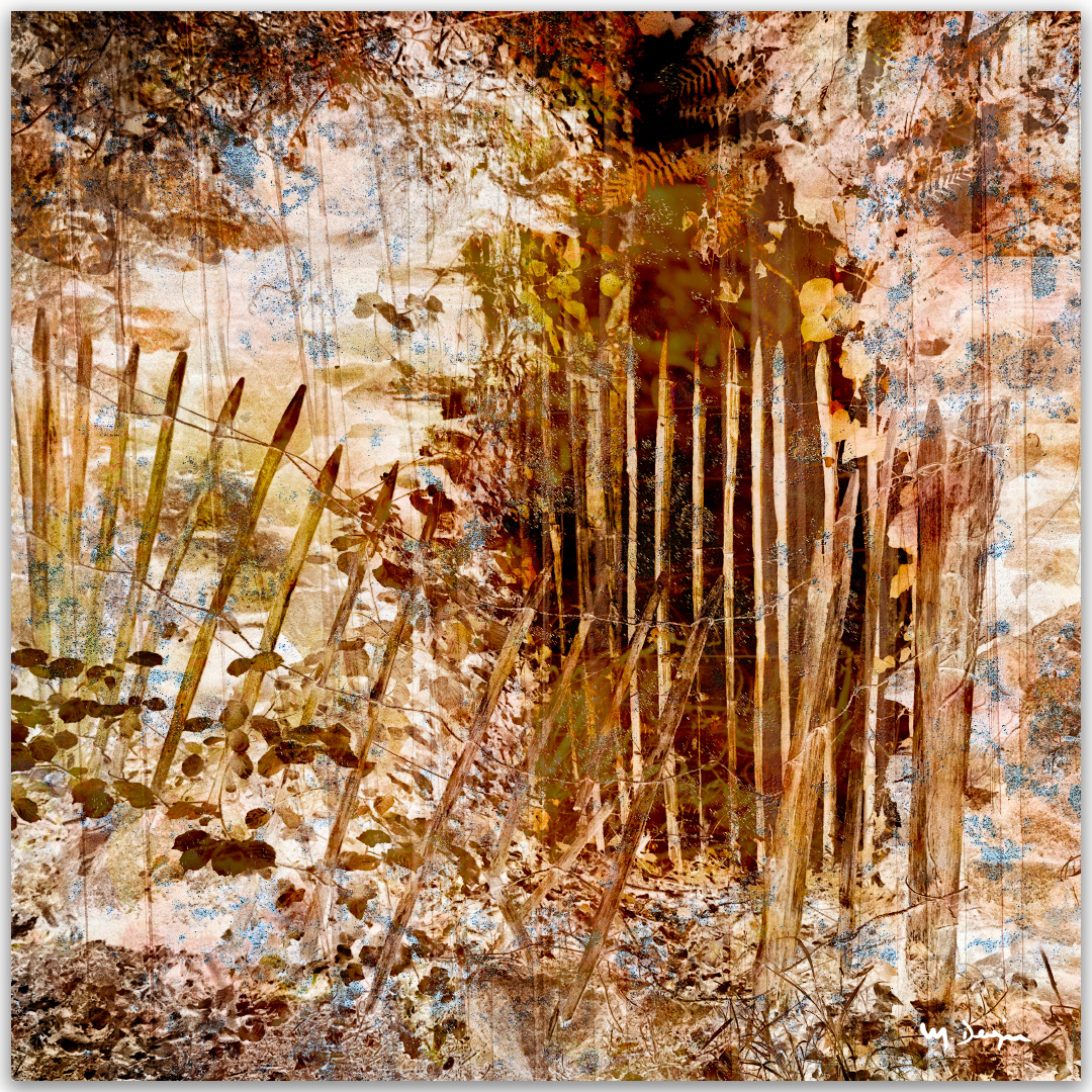Forêt de Toulfoën 3