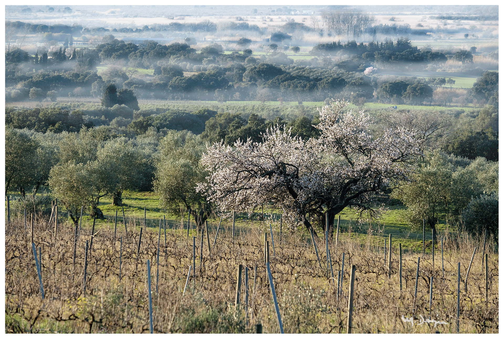 Els Olivars de Pau