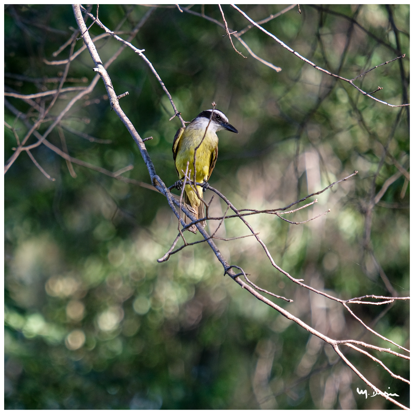 Venteveo (bicho feo)