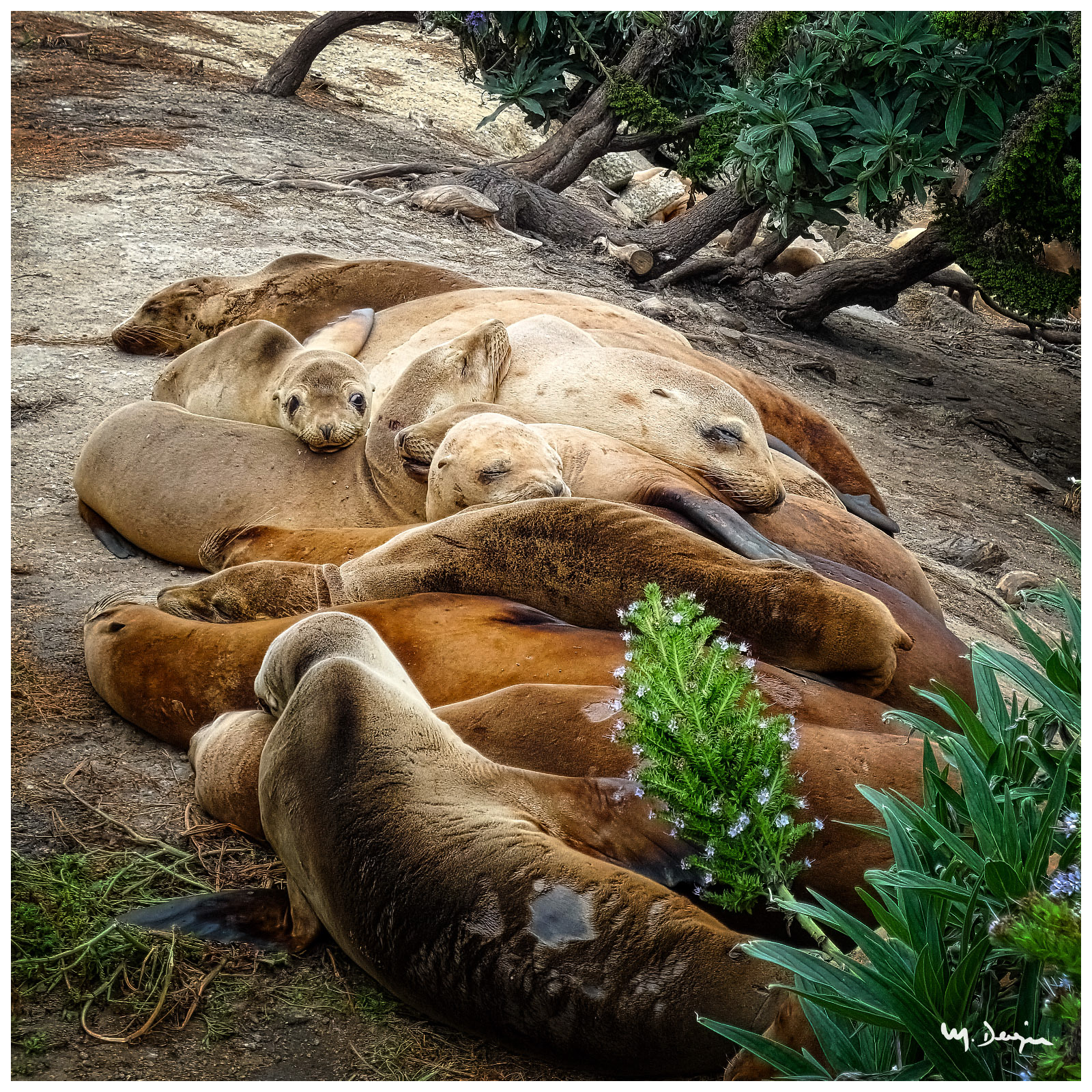 Sloth. Monterrey, CA, 2010.