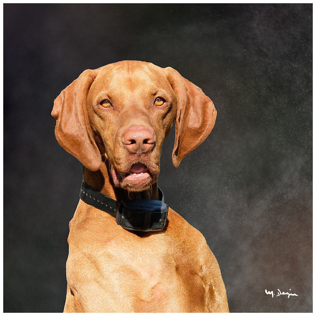 The dog who likes to smoke cigars