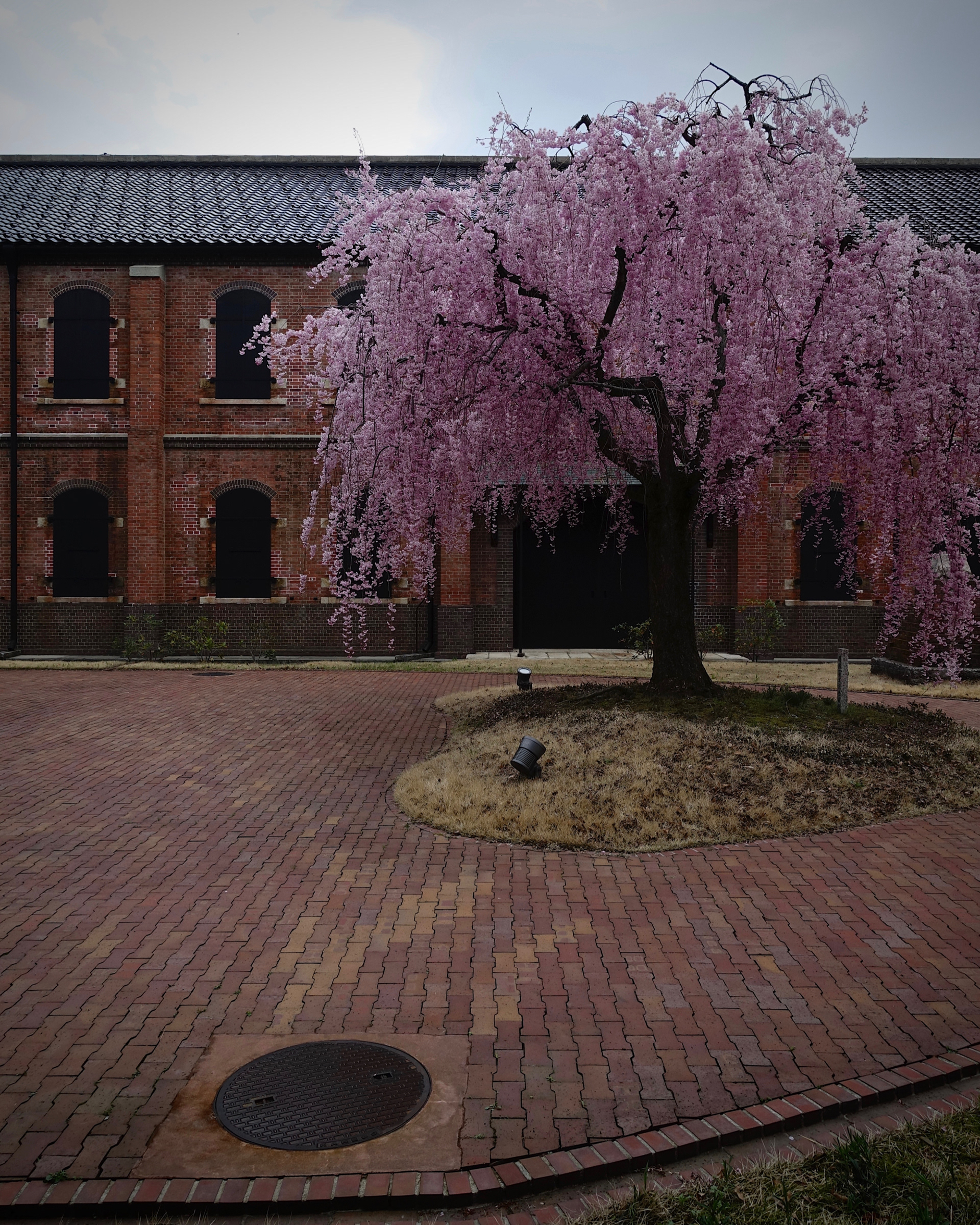 歴史博物館奥でひと目に触れず咲く枝垂れ桜