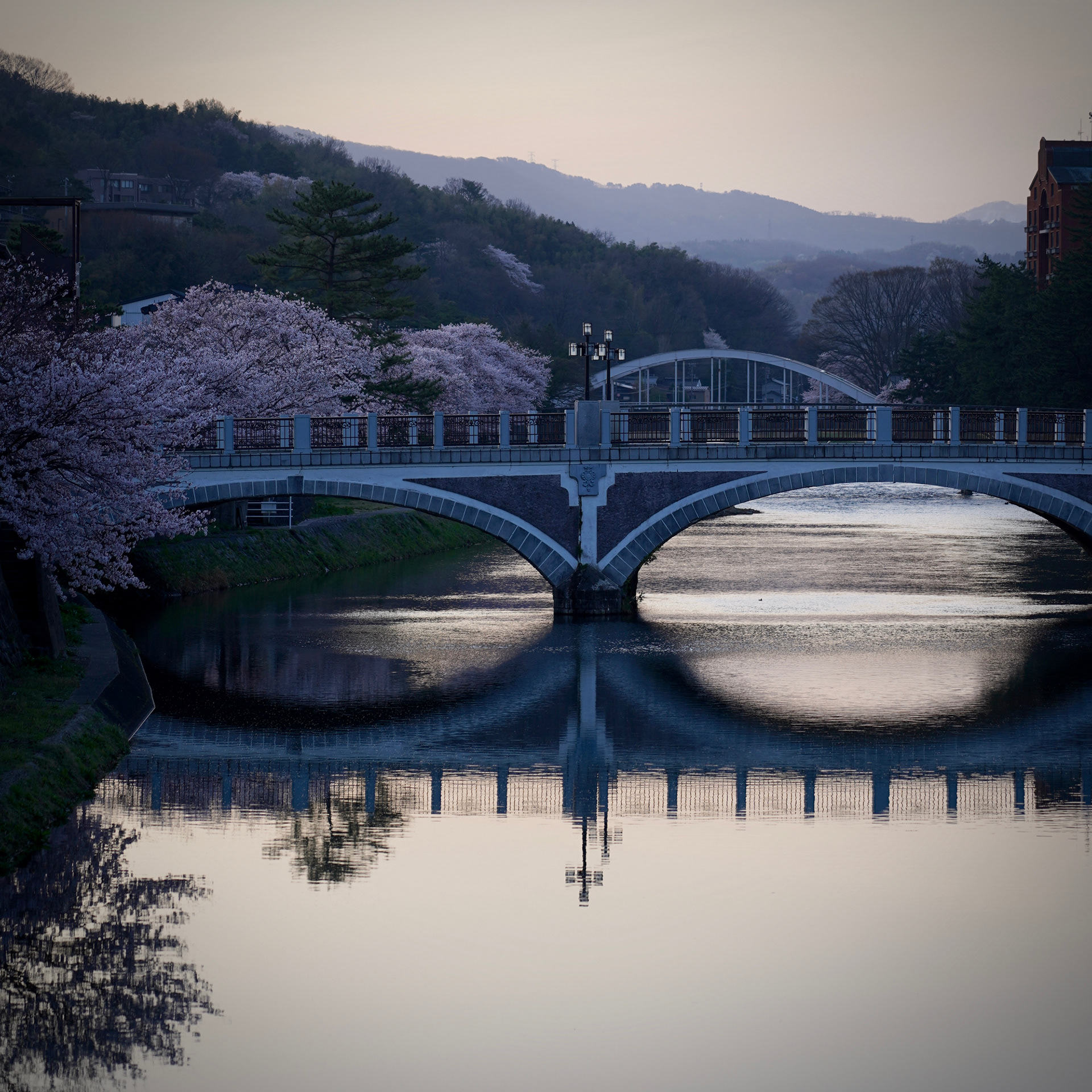 浅野川大橋 桜満開の早朝