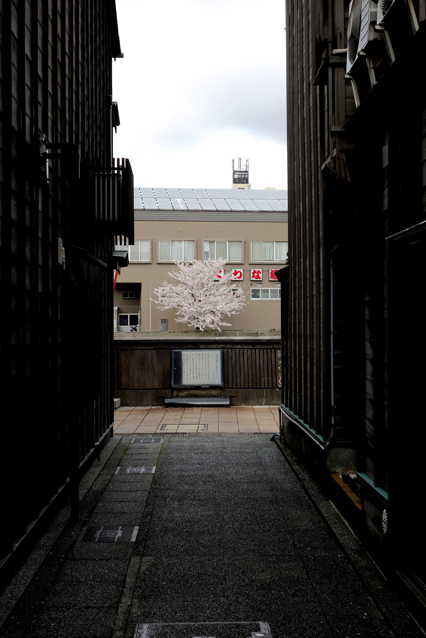 主計町から桜覗き