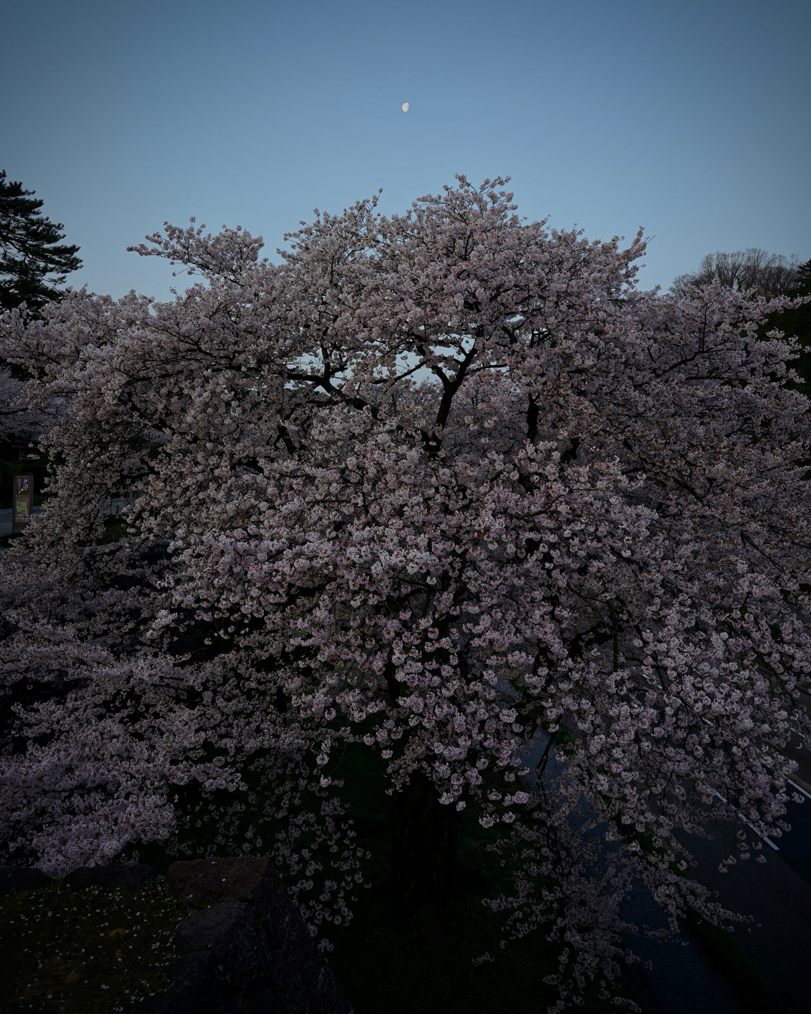 石川橋脇の見事な桜